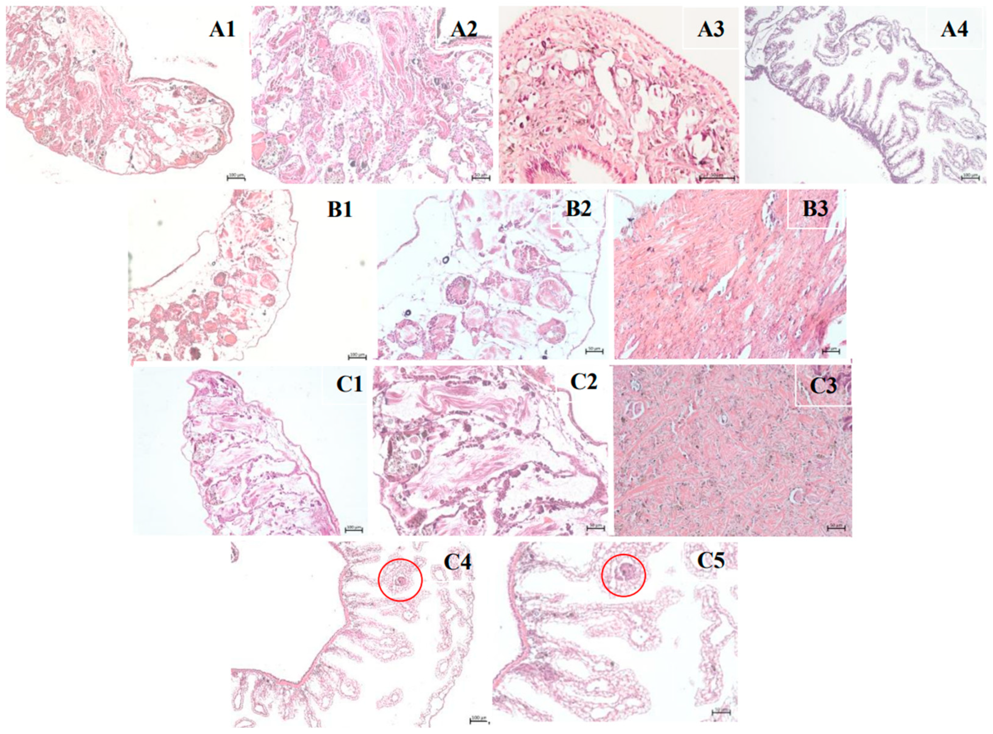 Pharmaceuticals 18 00318 g006 Pharmaceuticals 18 00318 g006