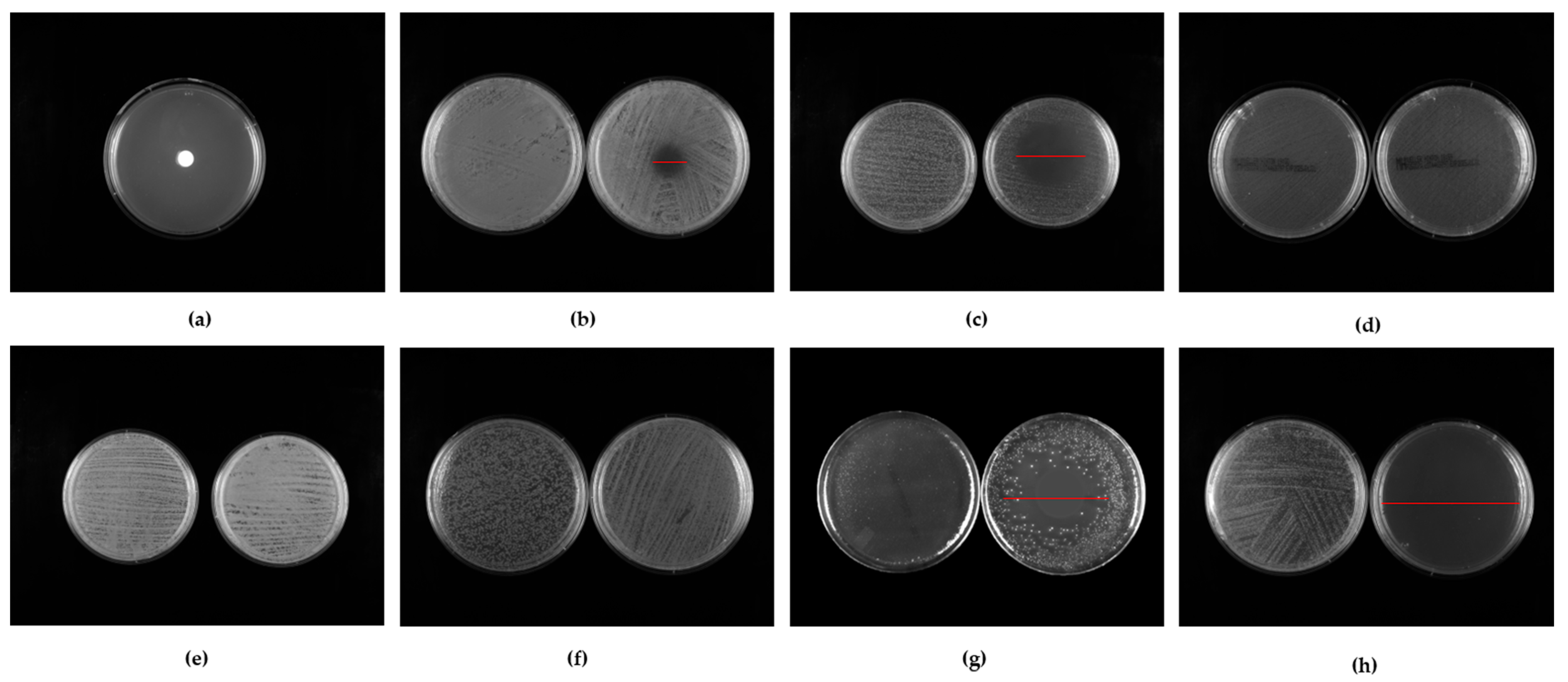 Pharmaceuticals 18 00321 g004