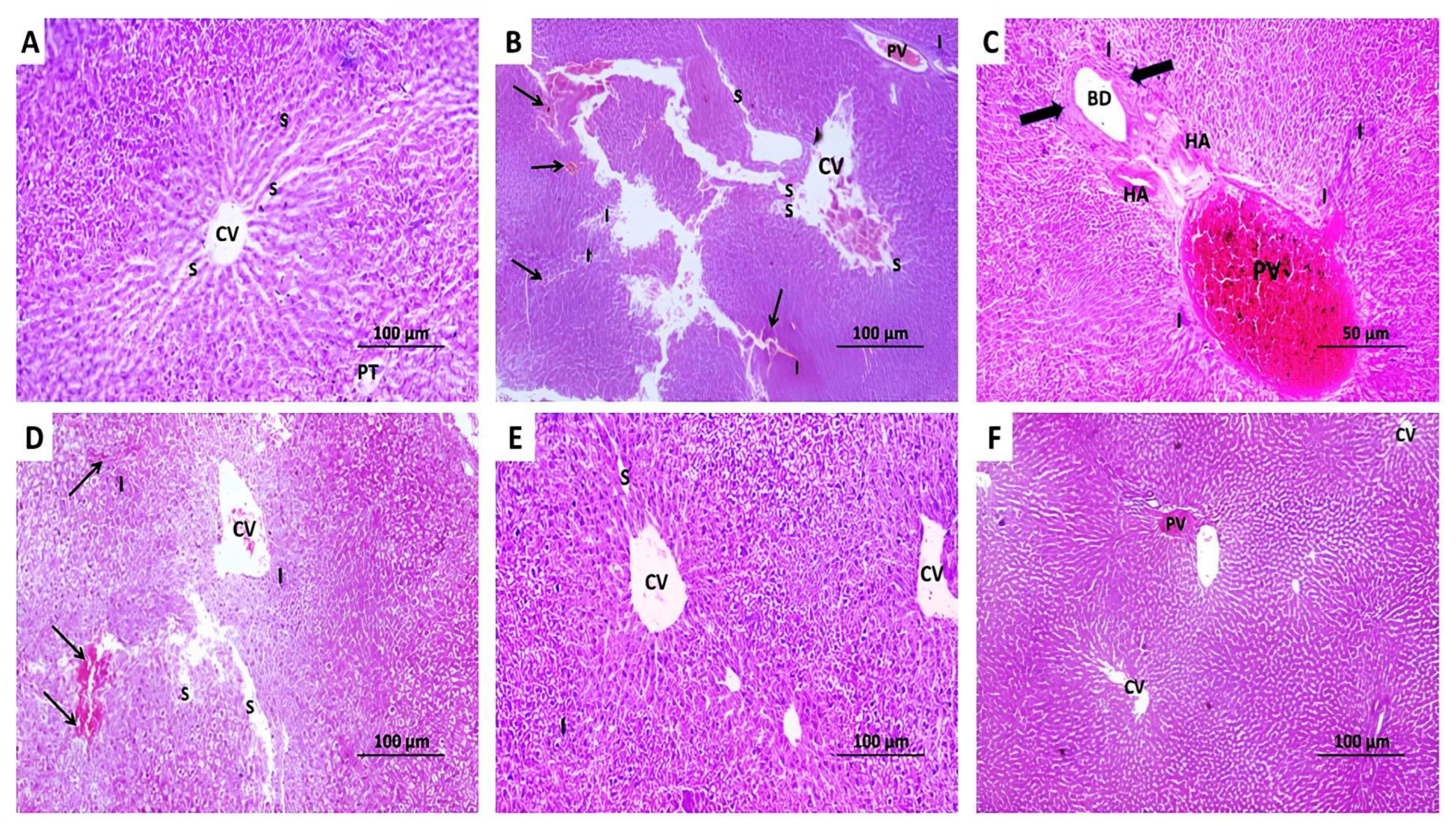 Pharmaceuticals 18 00358 g010
