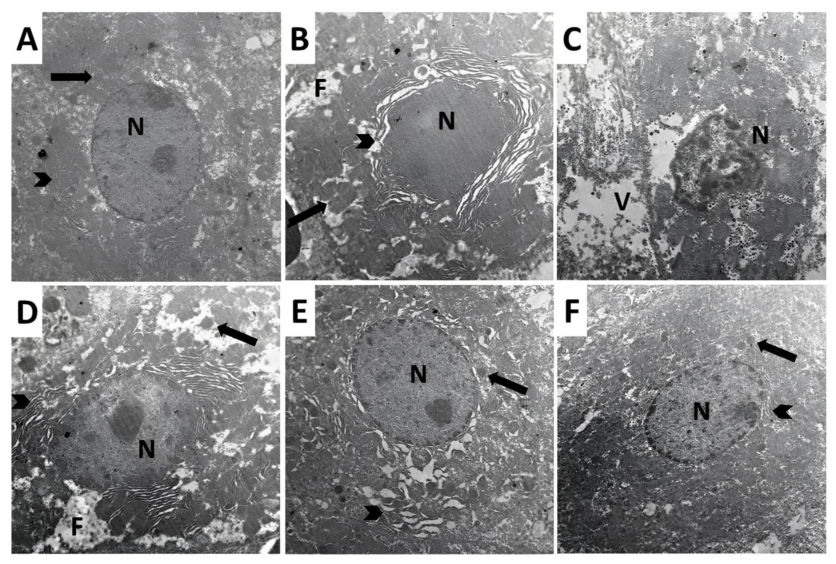 Pharmaceuticals 18 00358 g012