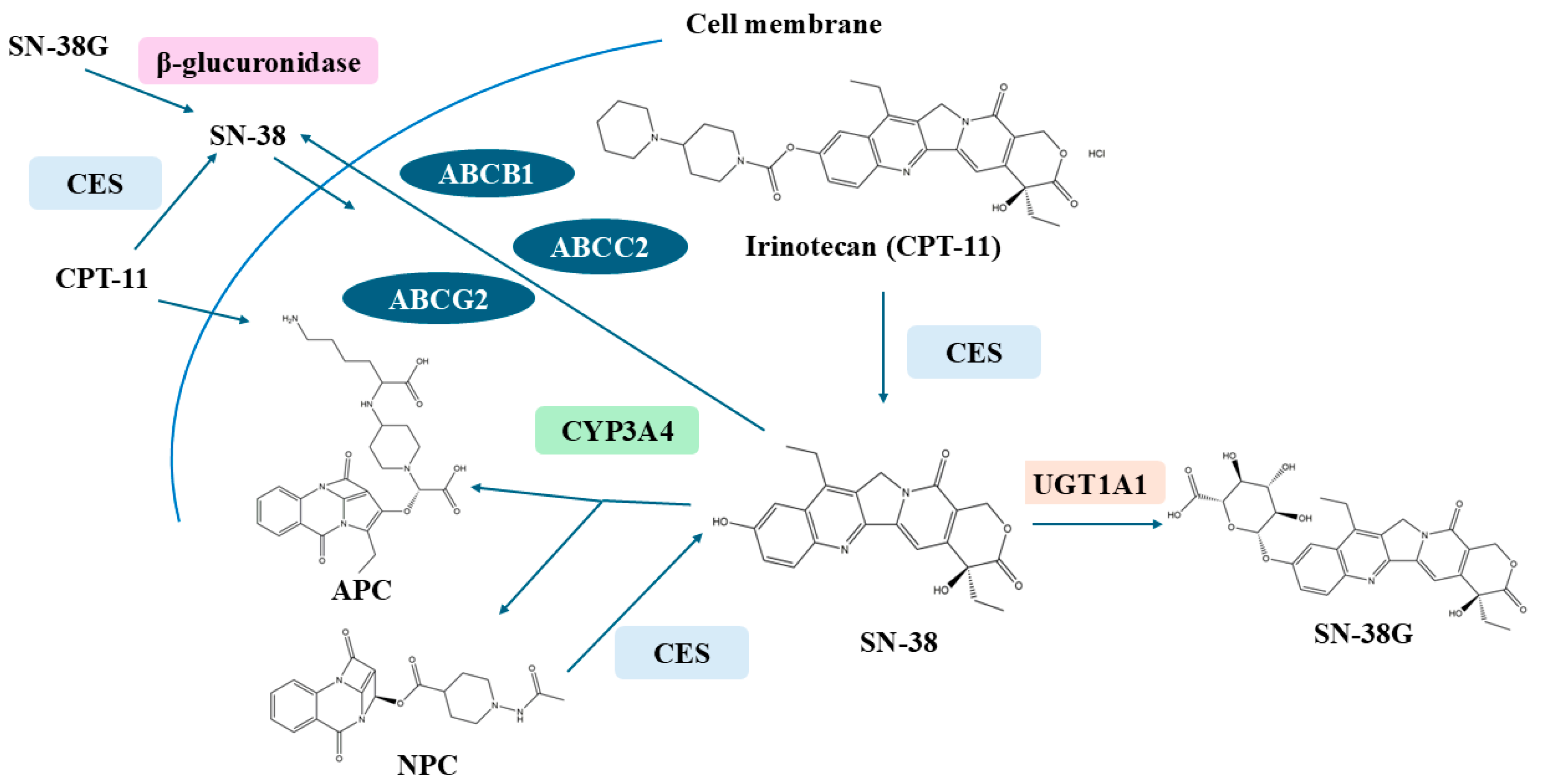 Pharmaceuticals 18 00359 g001