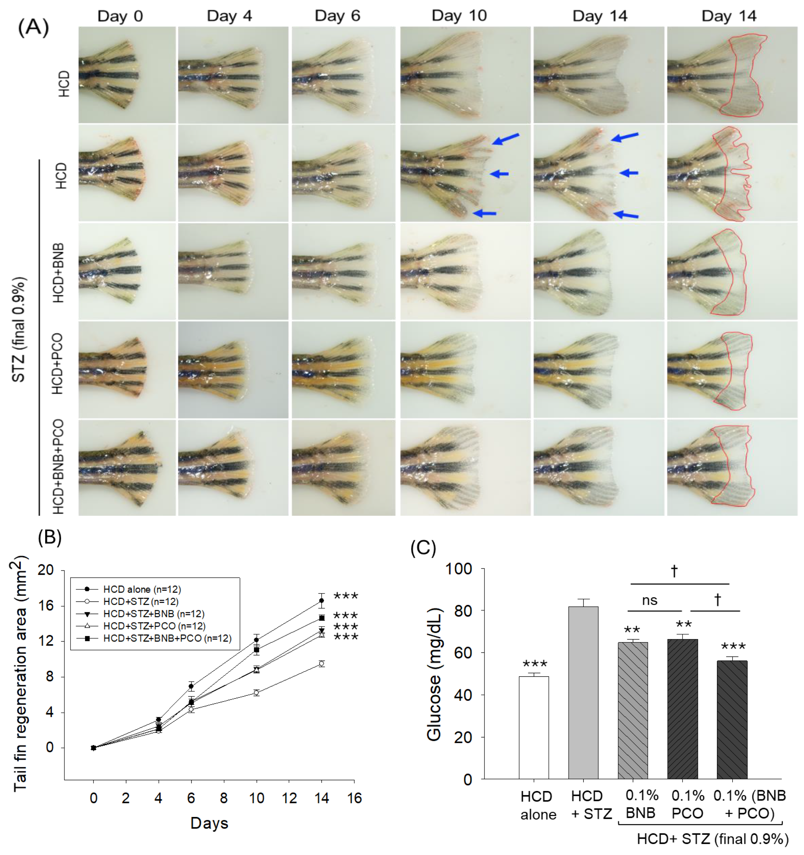 Pharmaceuticals 18 00362 g004