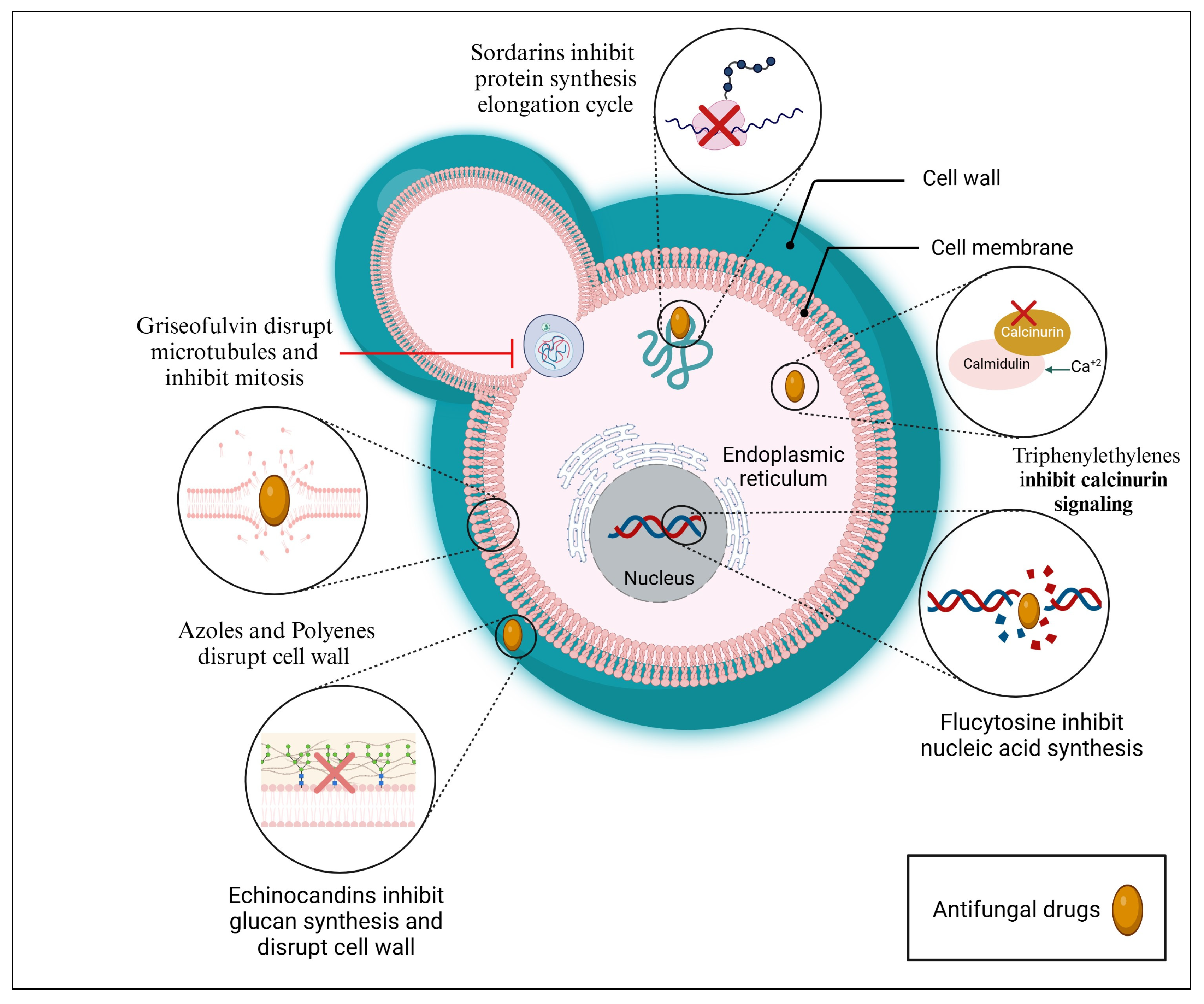 Pharmaceuticals 18 00364 g002 Pharmaceuticals 18 00364 g002
