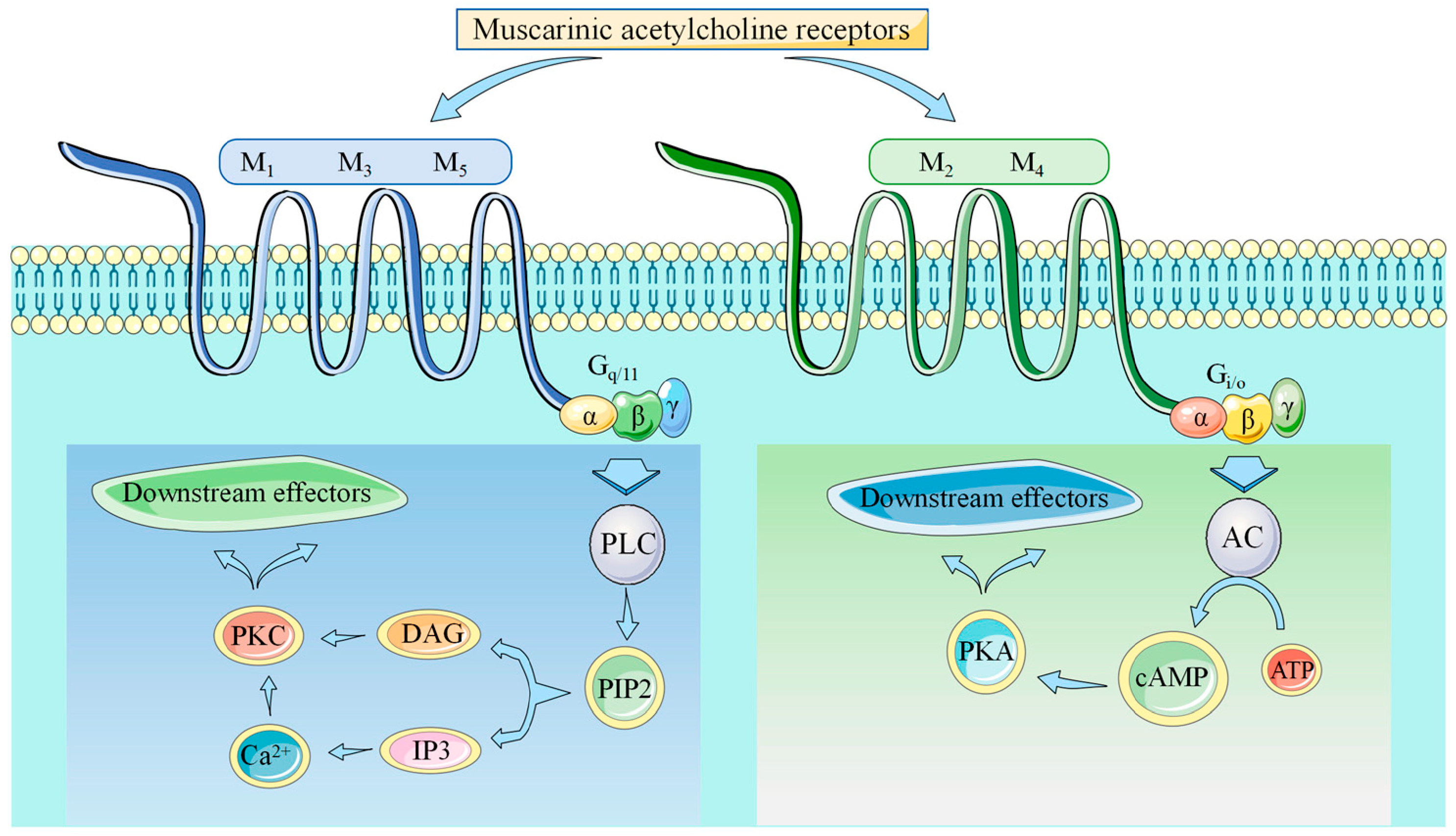 Pharmaceuticals 18 00369 g001