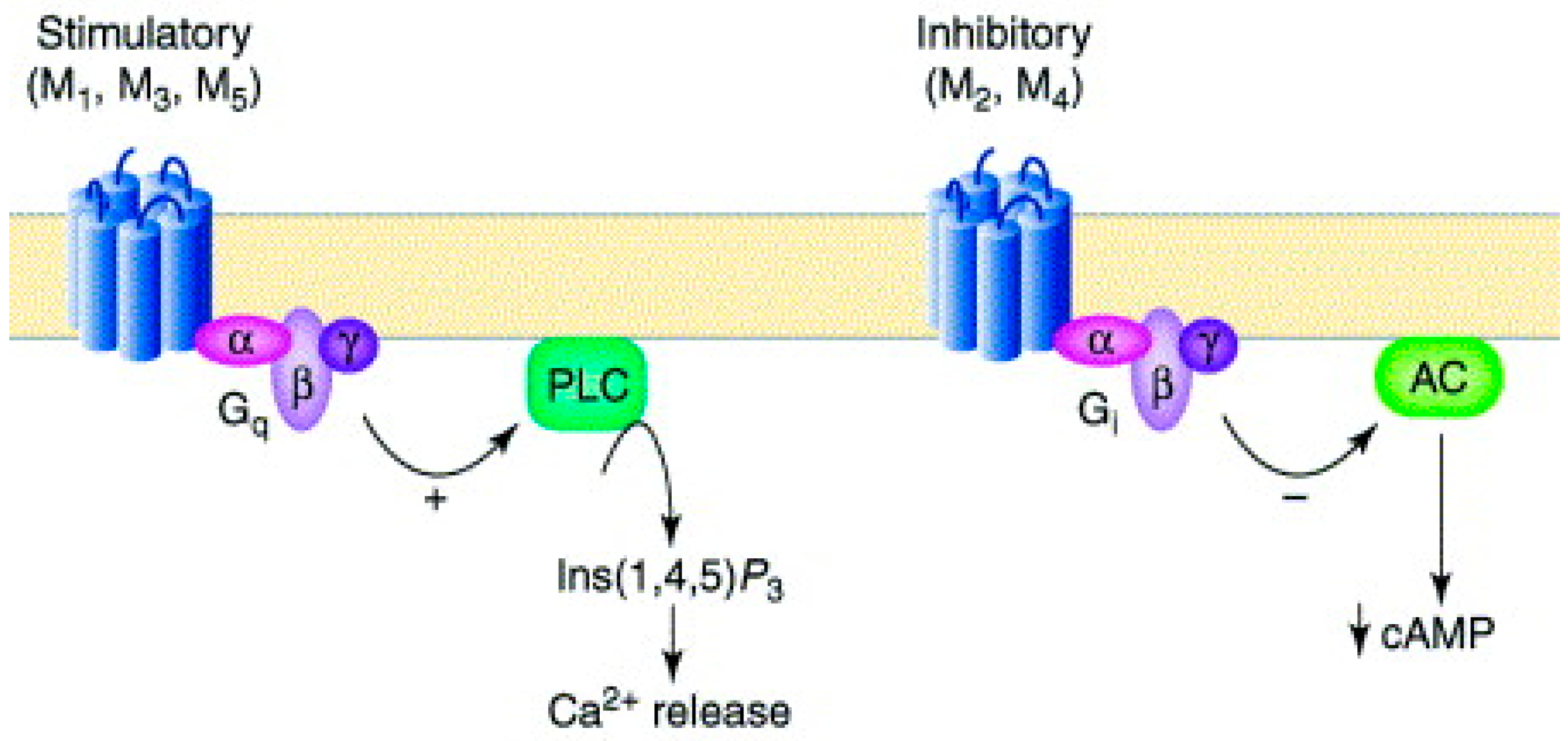 Pharmaceuticals 18 00369 g002