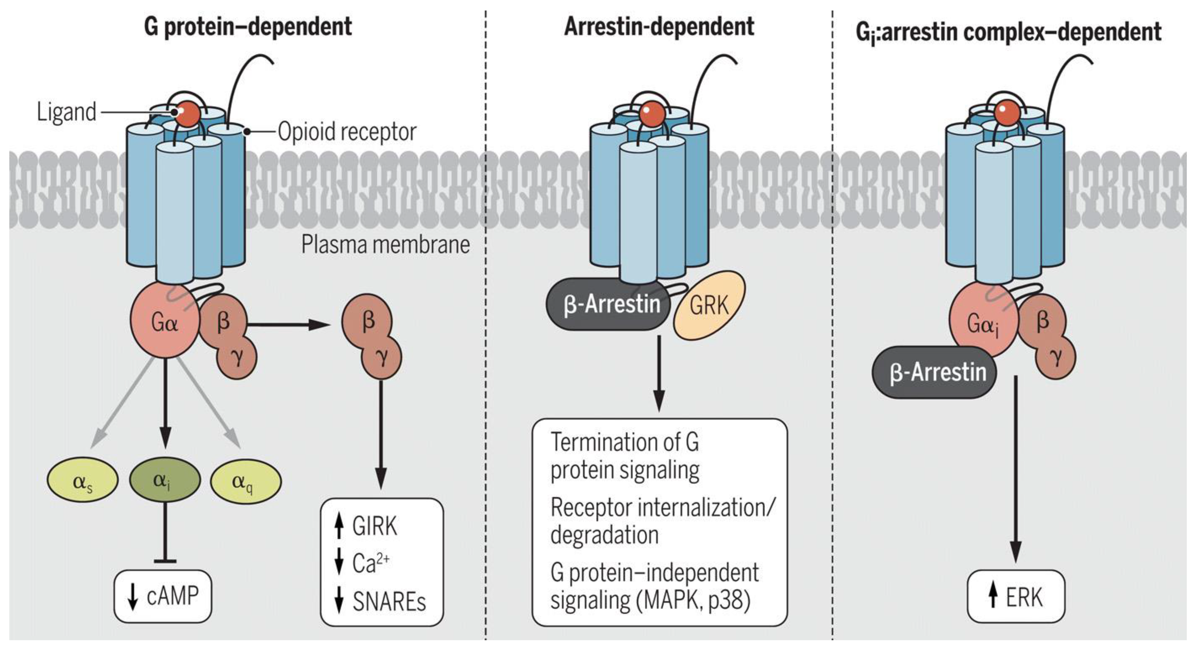 Pharmaceuticals 18 00386 g004