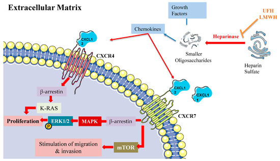 Dynamic regulation of P-TEFb by 7SK snRNP is integral to the