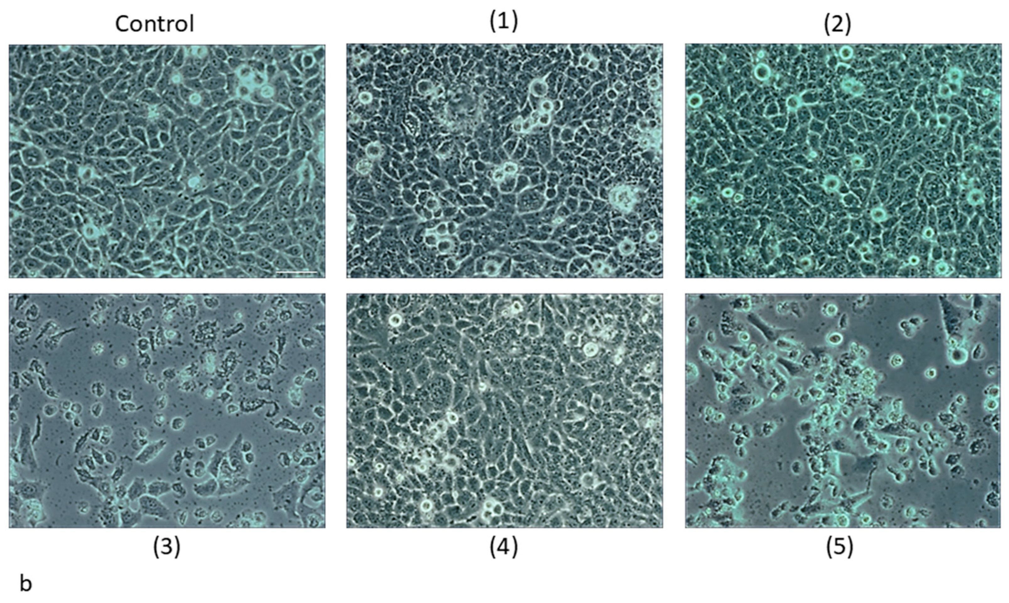 Pharmaceuticals 18 00397 g006b