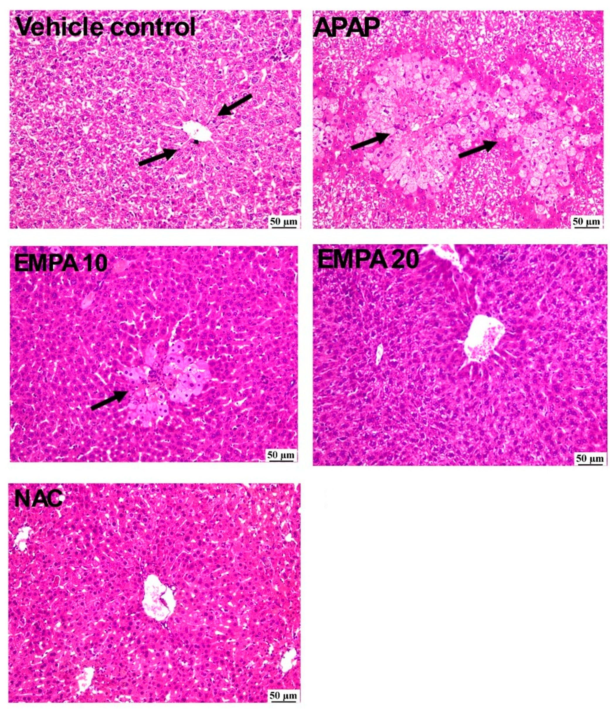 Pharmaceuticals 18 00405 g001