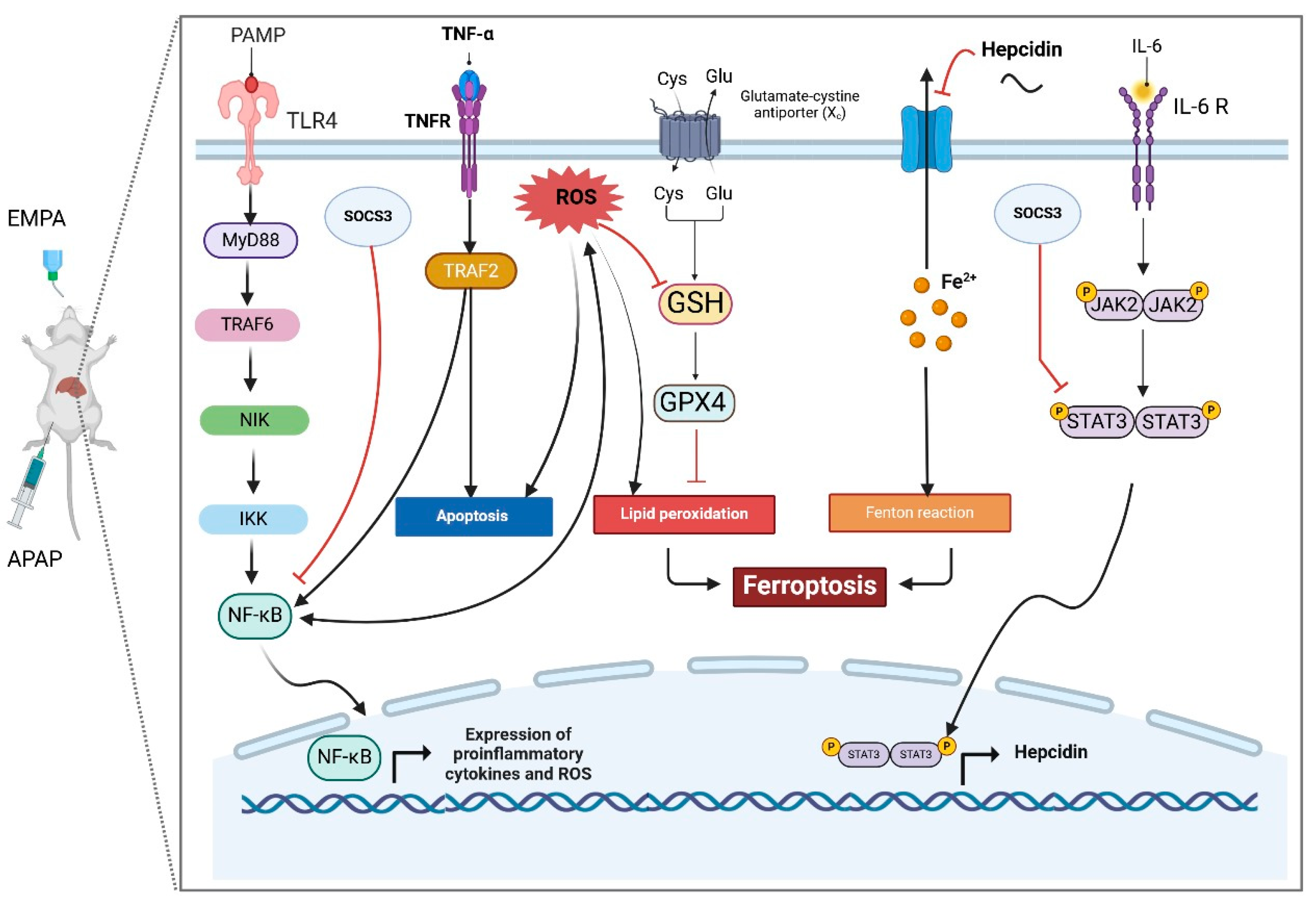 Pharmaceuticals 18 00405 g012