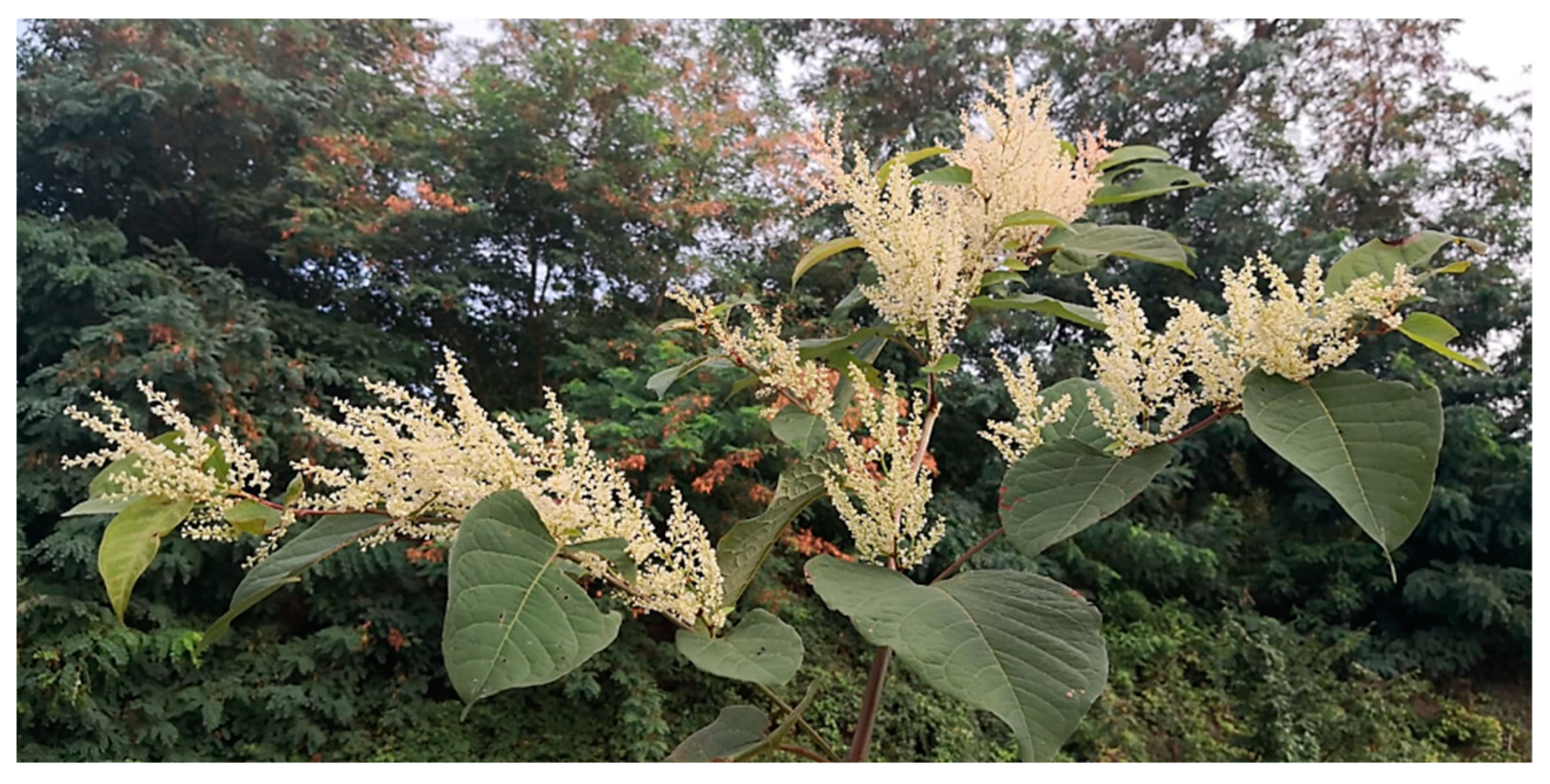 Pharmaceuticals 18 00408 p001