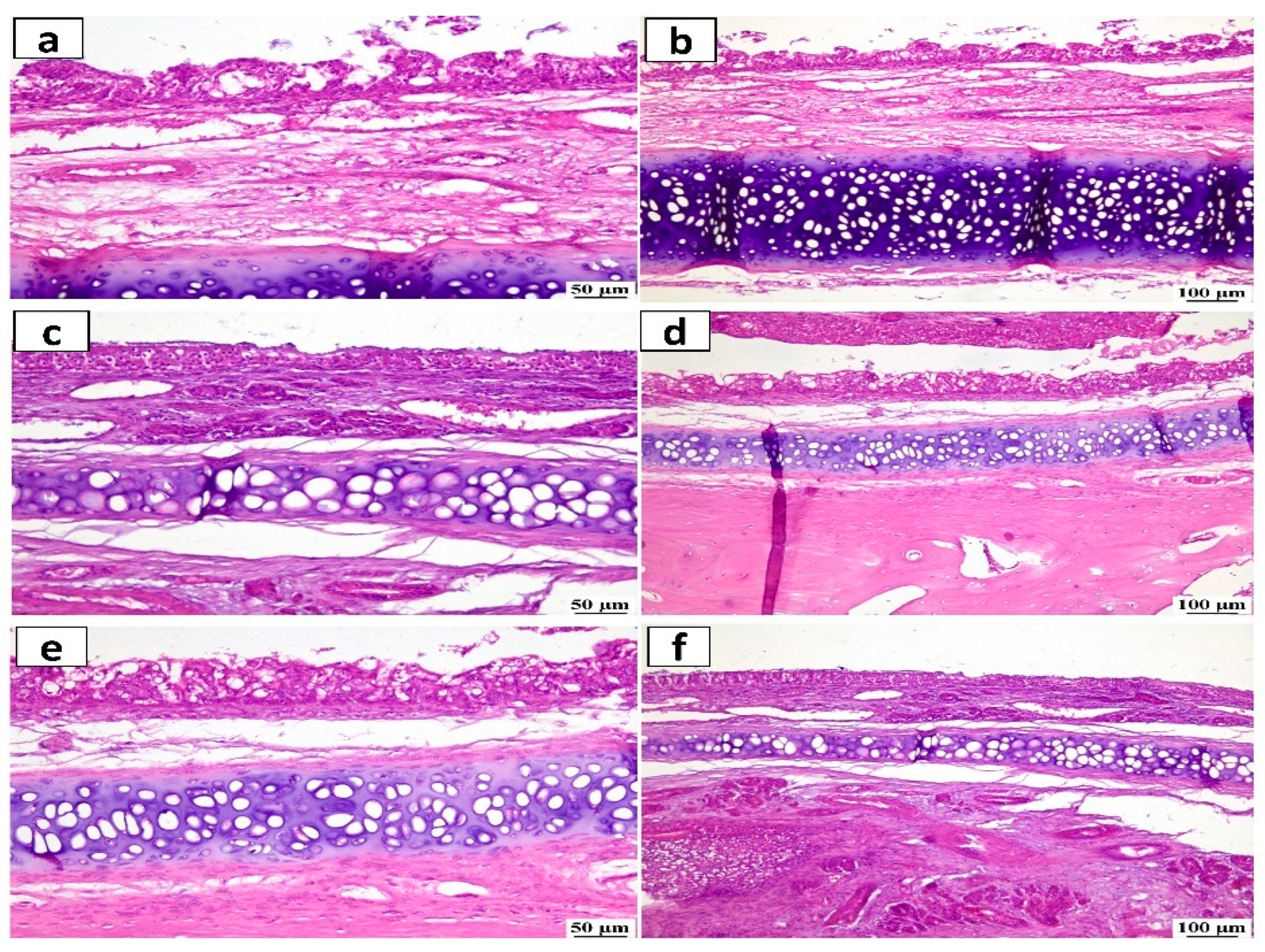 Pharmaceuticals 18 00421 g011