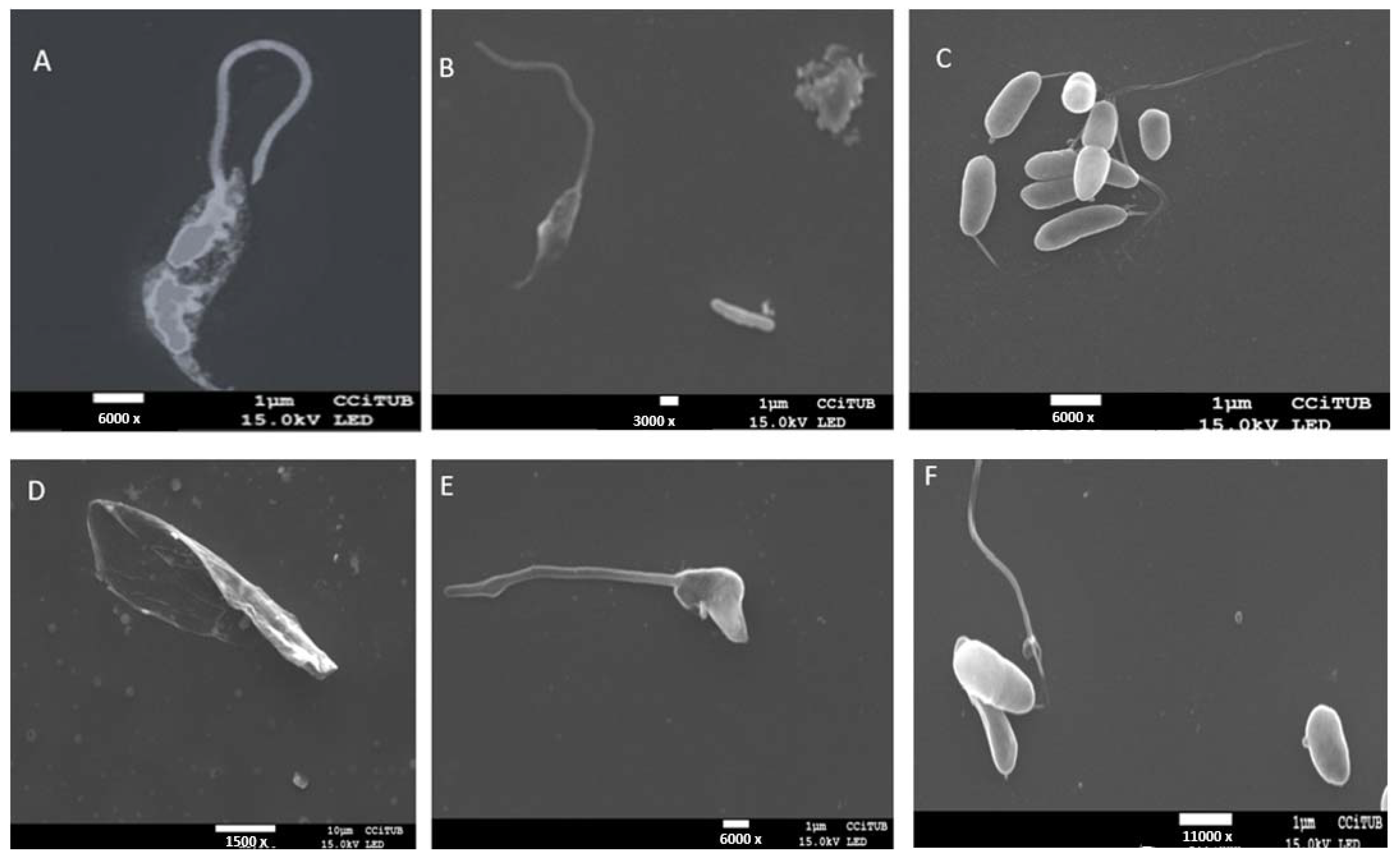 Pharmaceuticals 18 00427 g006
