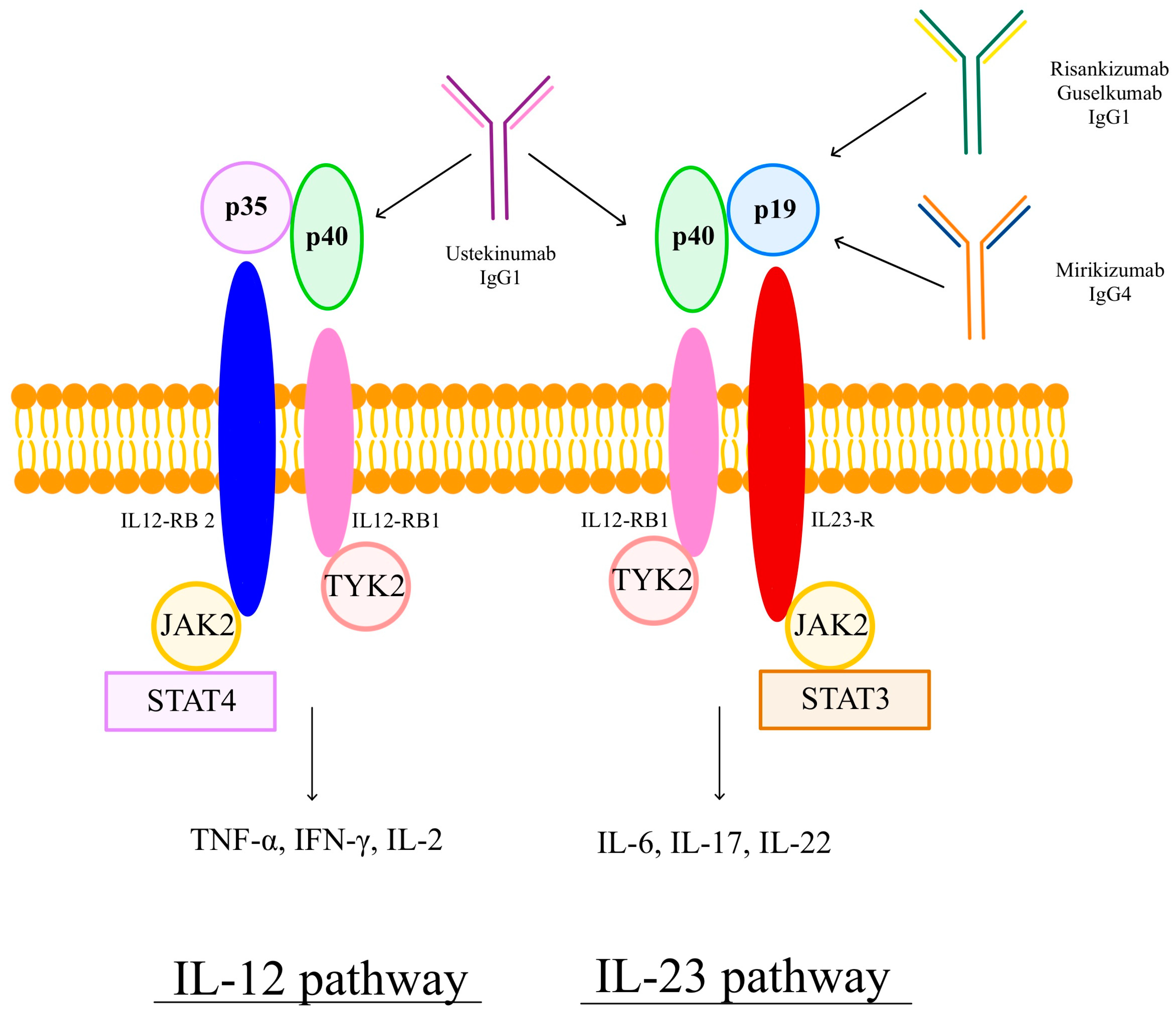 Pharmaceuticals 18 00447 g001