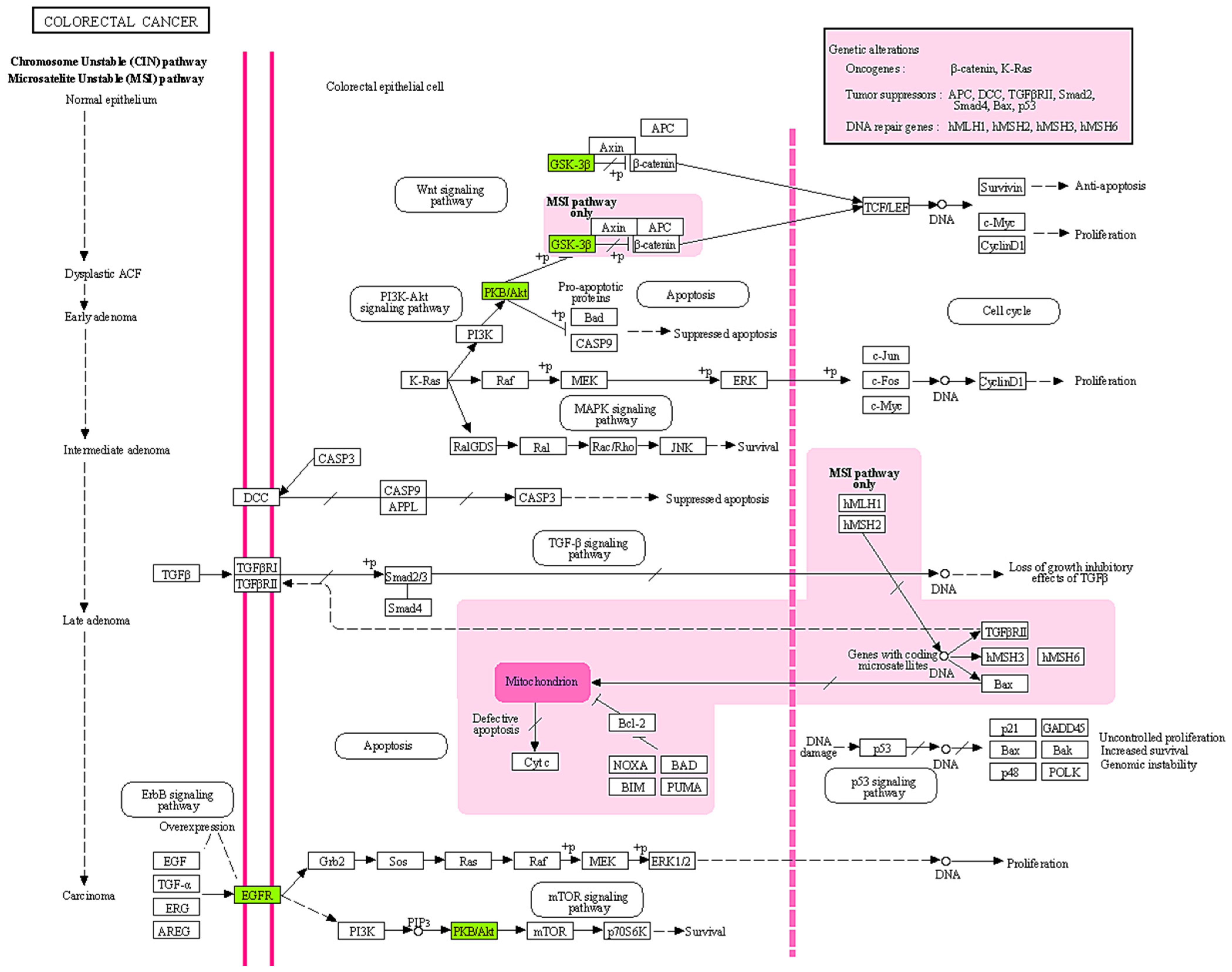 Pharmaceuticals 18 00453 g005
