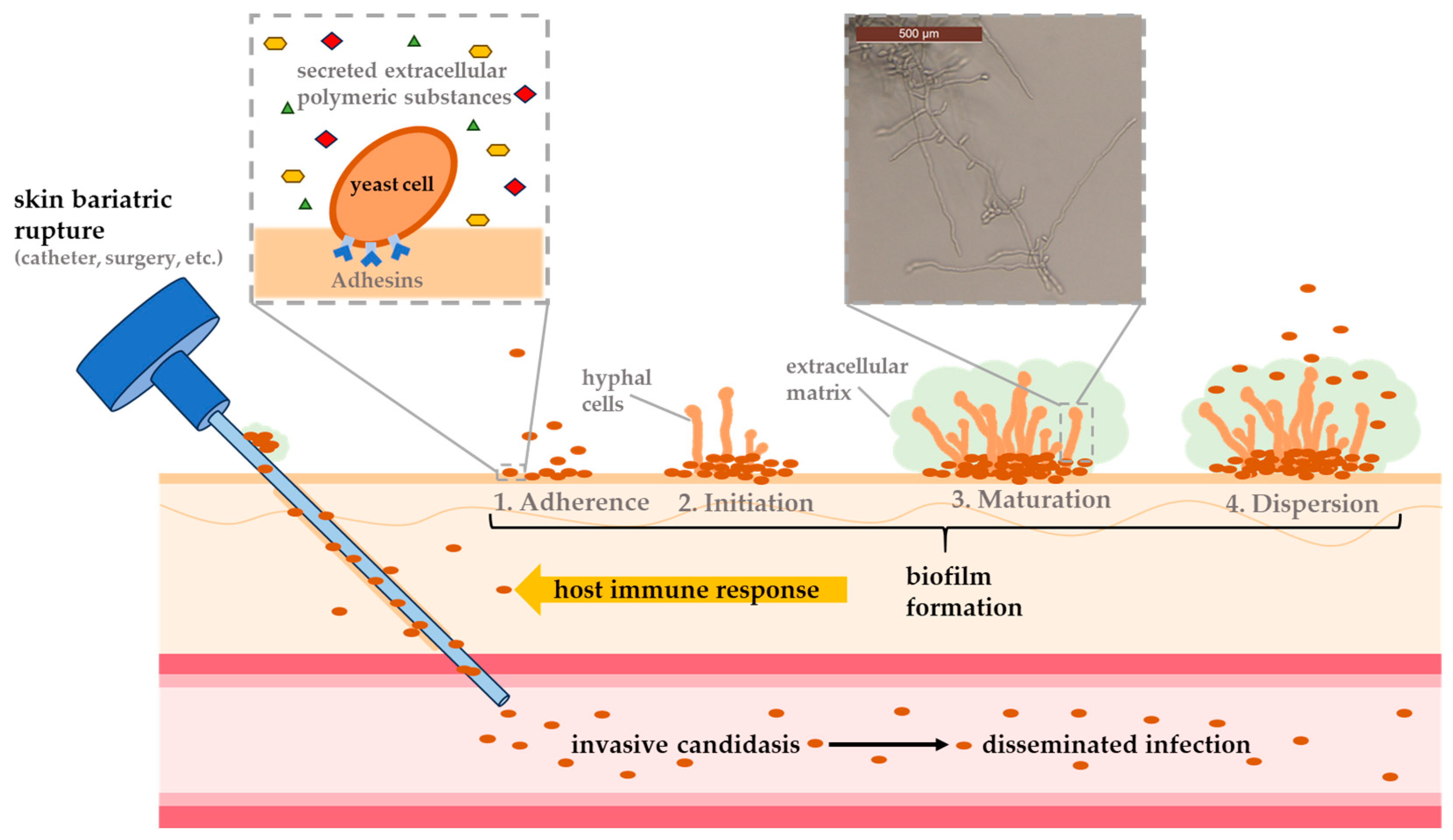 Pharmaceuticals 18 00460 g001
