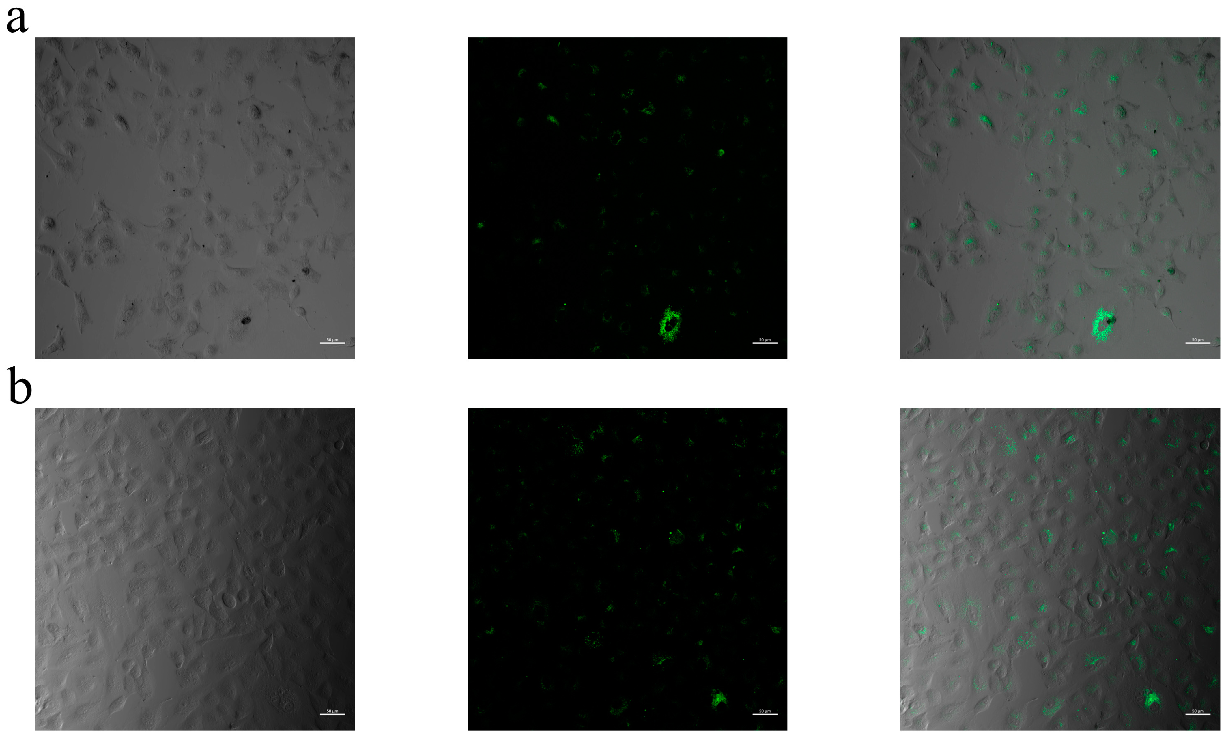 Pharmaceuticals 18 00470 g007a