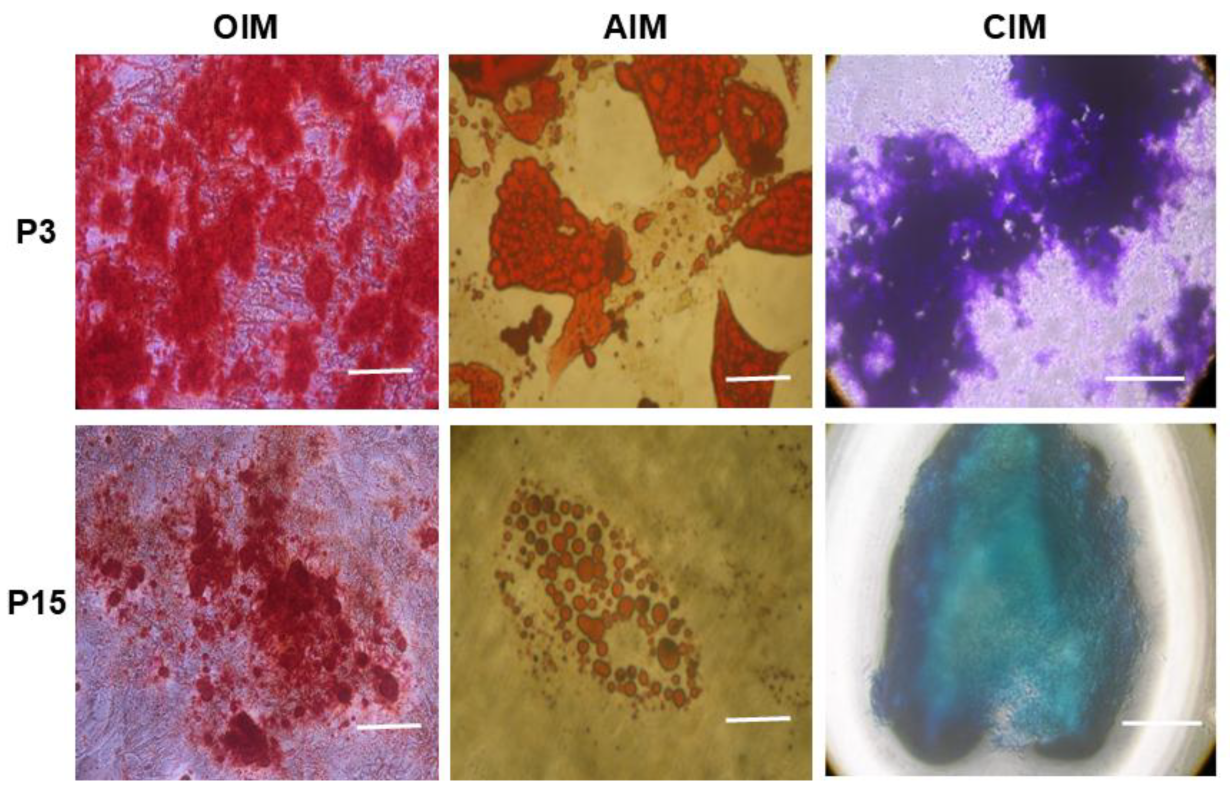 Pharmaceuticals 18 00483 g002