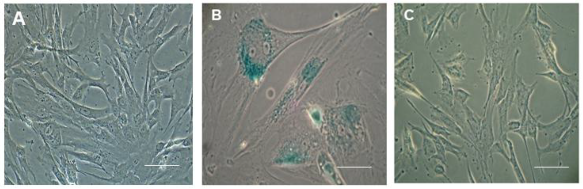 Pharmaceuticals 18 00483 g004