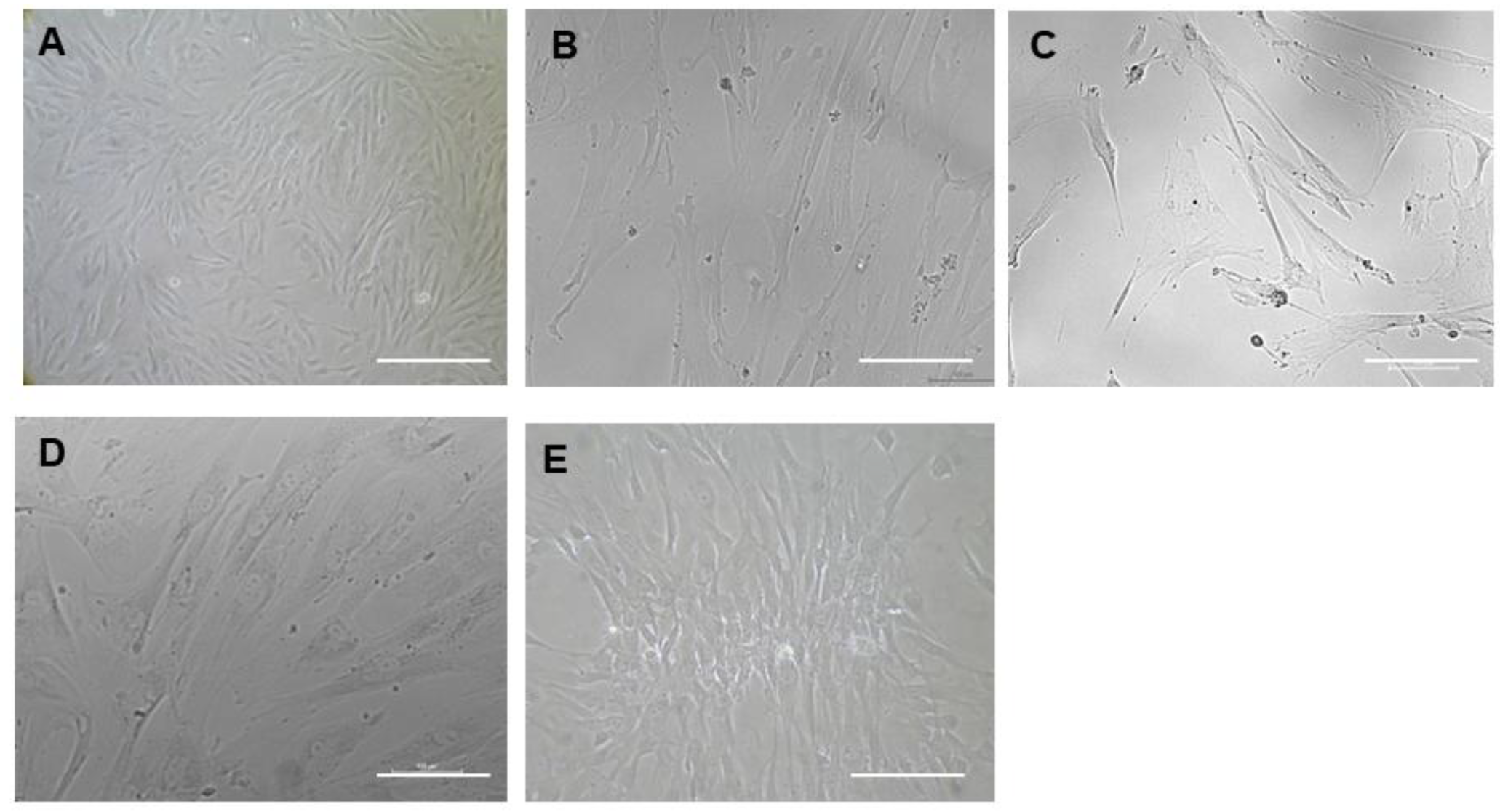 Pharmaceuticals 18 00483 g005