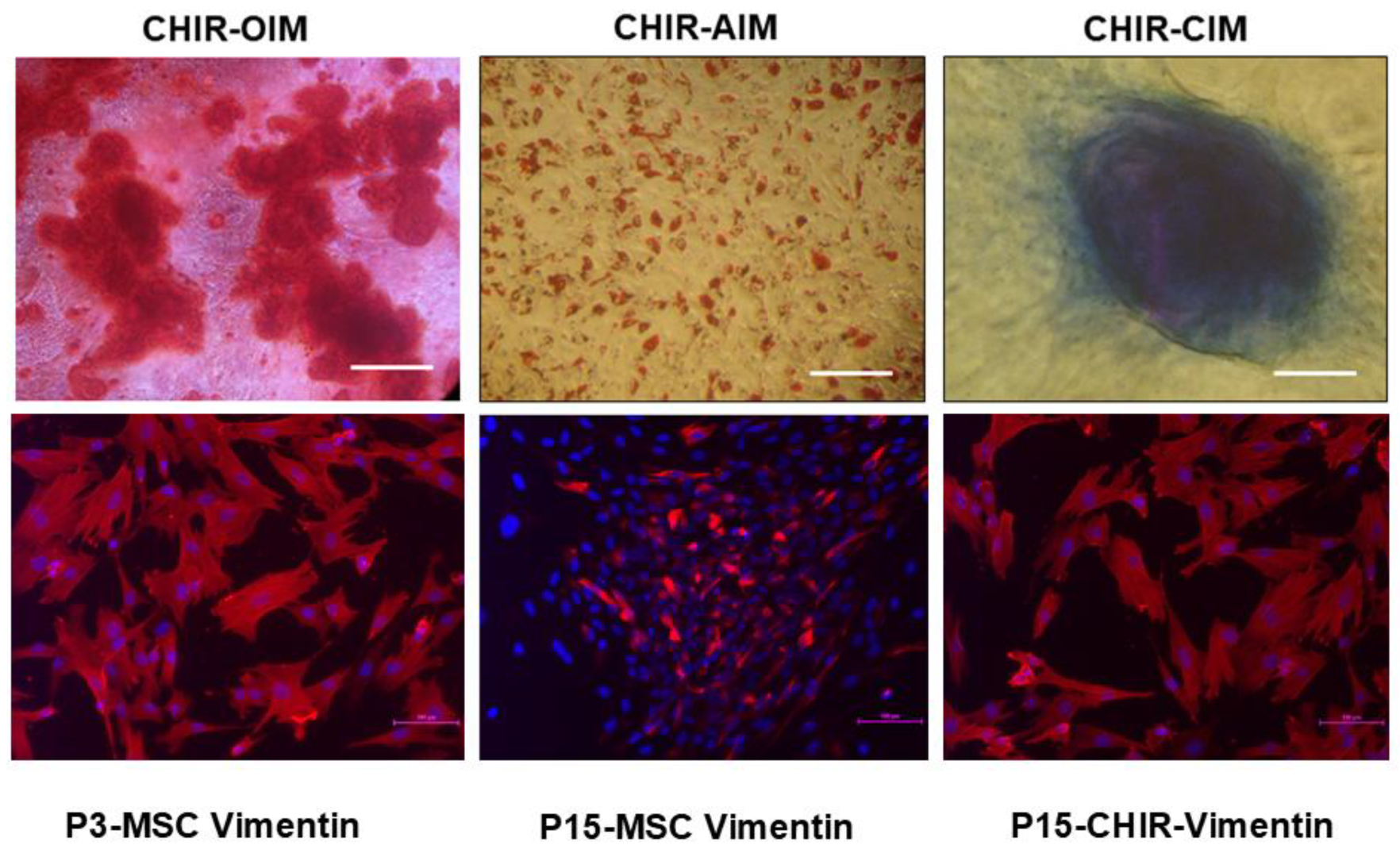 Pharmaceuticals 18 00483 g006
