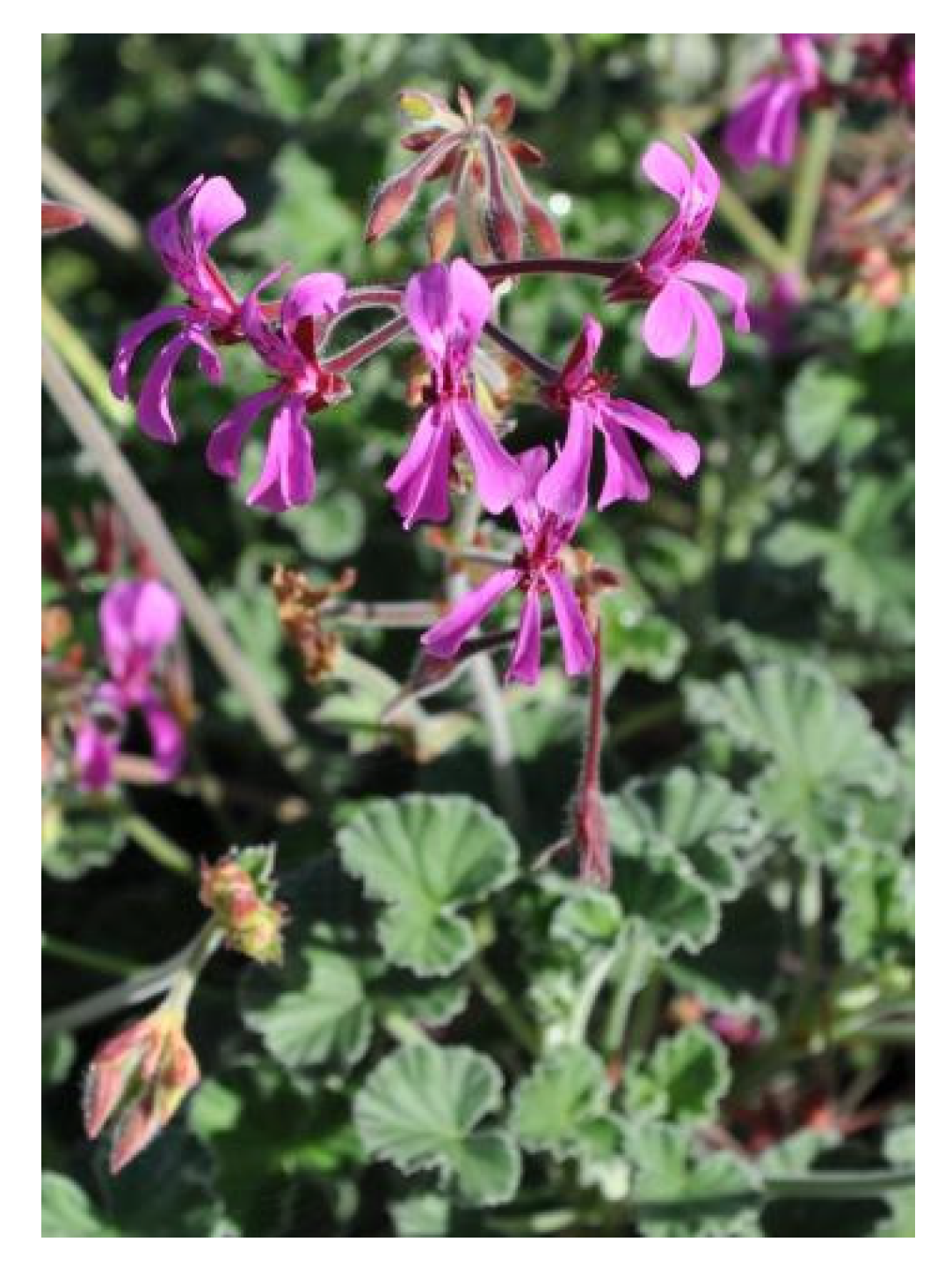 Pharmaceuticals 18 00513 g004