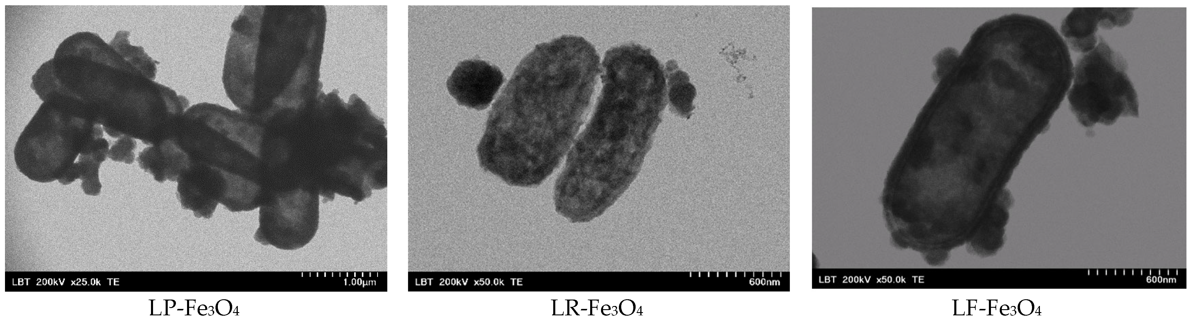 Pharmaceuticals 18 00542 g004 Pharmaceuticals 18 00542 g004