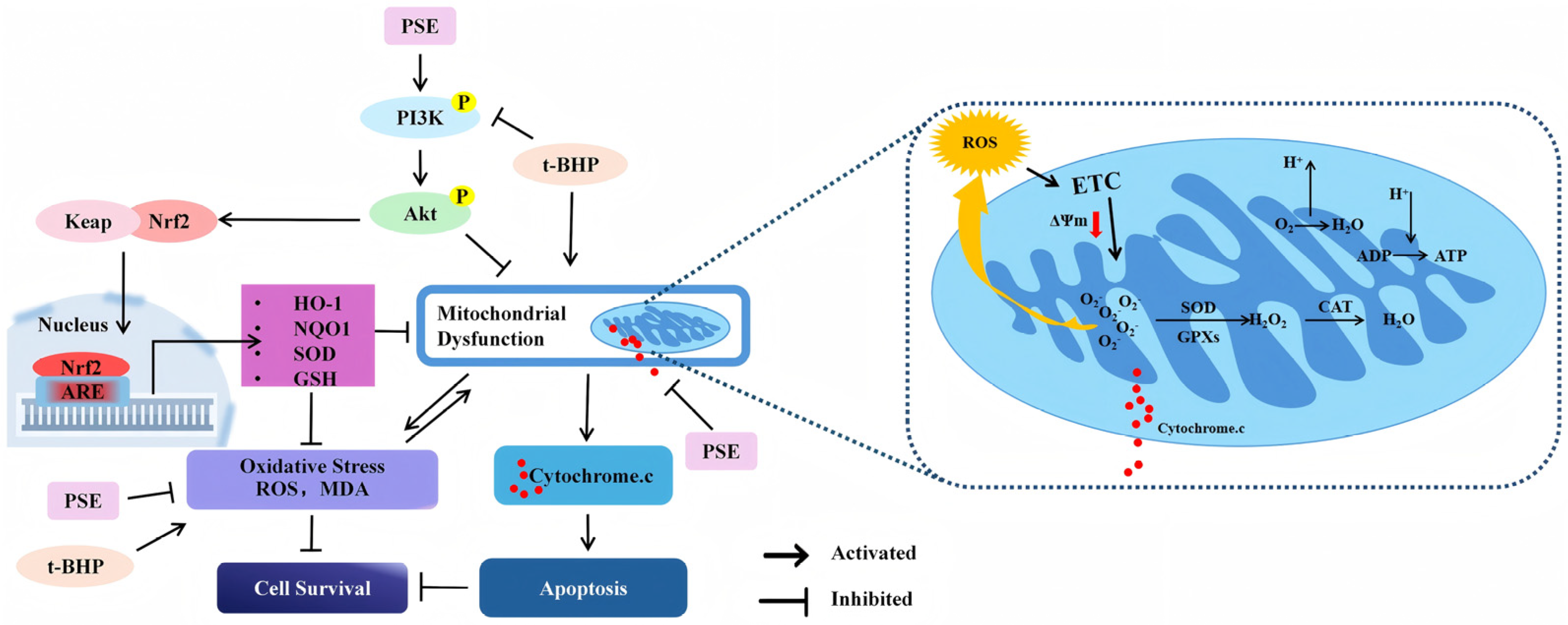 Pharmaceuticals 18 00544 g006