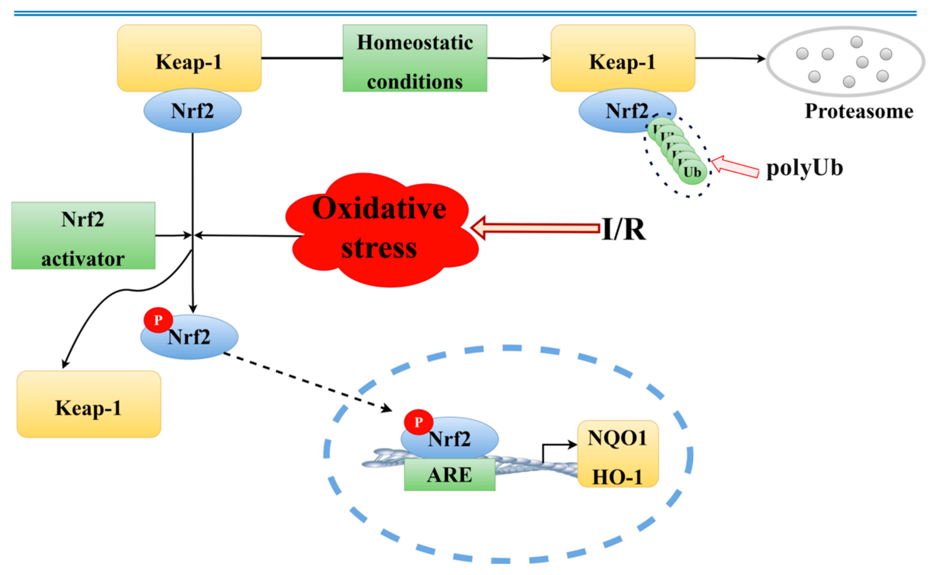 Pharmaceuticals 18 00548 g010