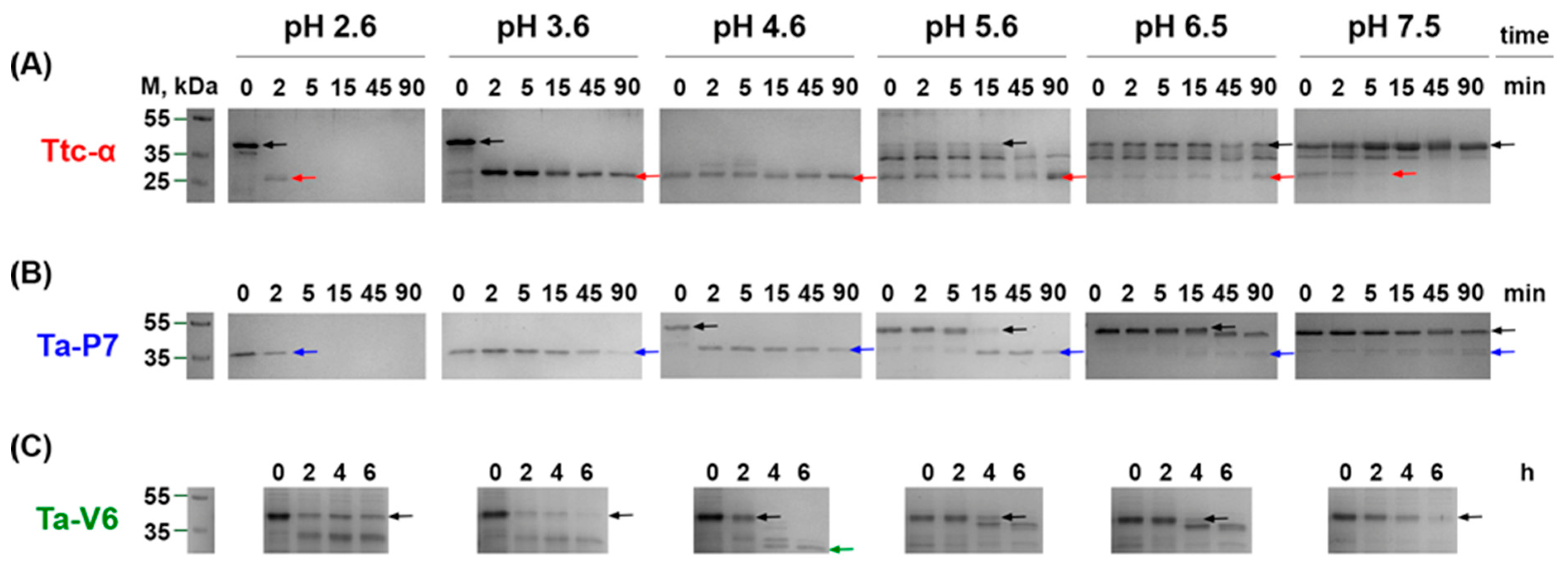 Pharmaceuticals 18 00592 g002