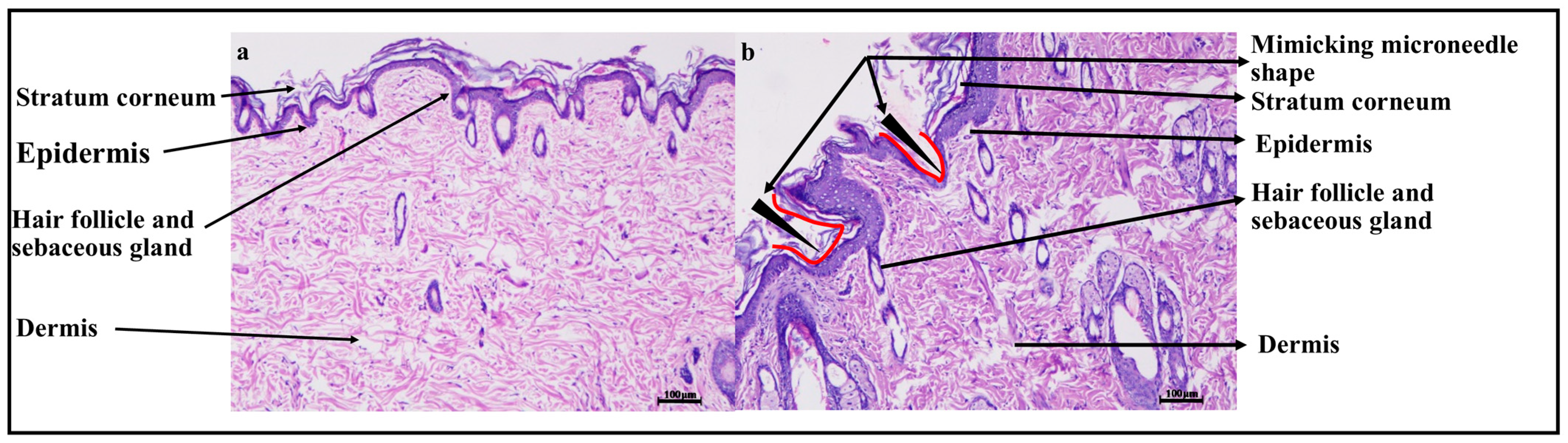 Pharmaceuticals 18 00594 g011