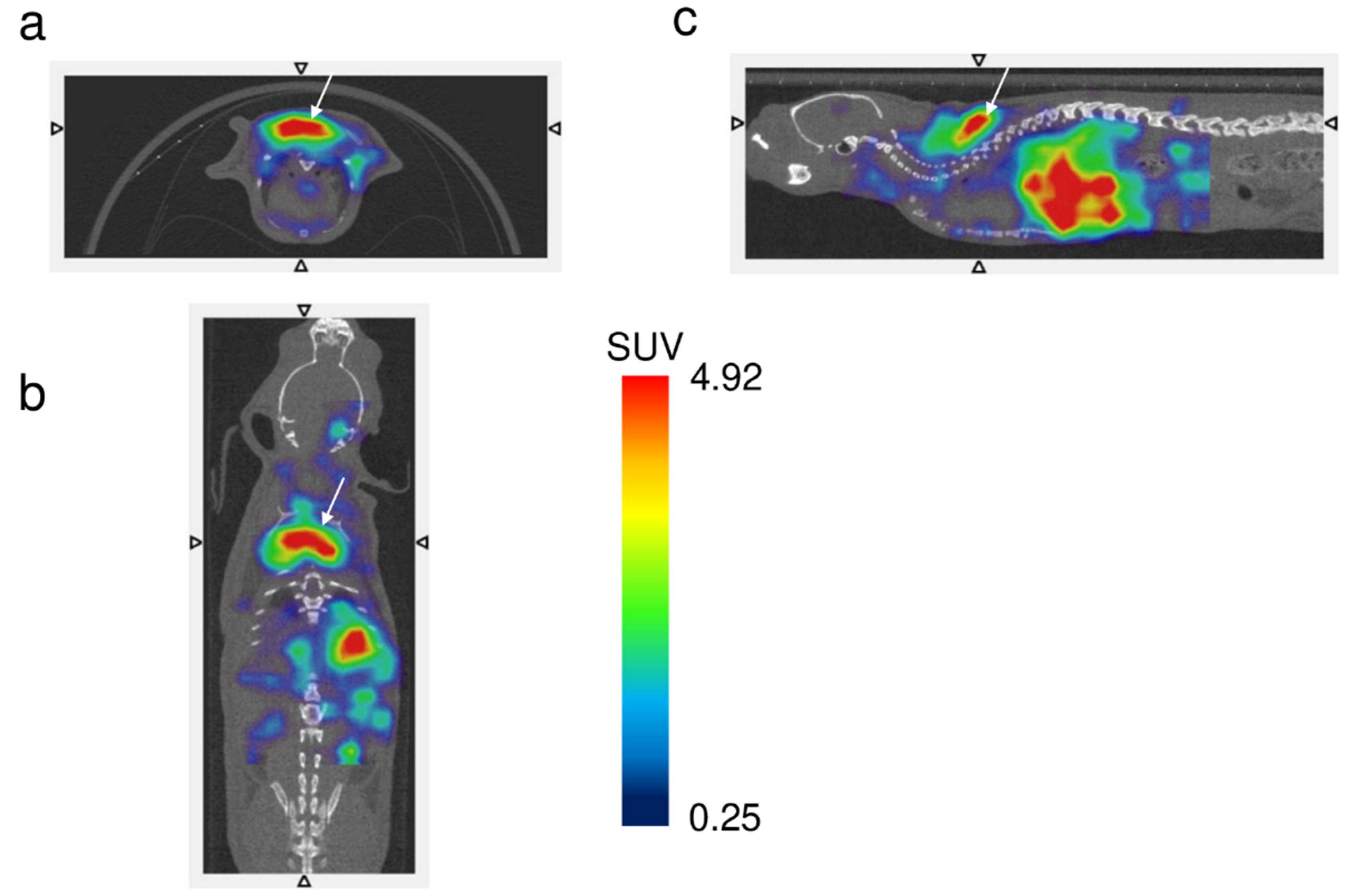 Pharmaceuticals 18 00600 g004