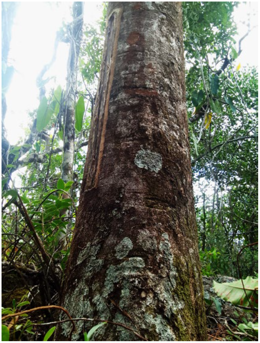 Pharmaceuticals 18 00604 g001