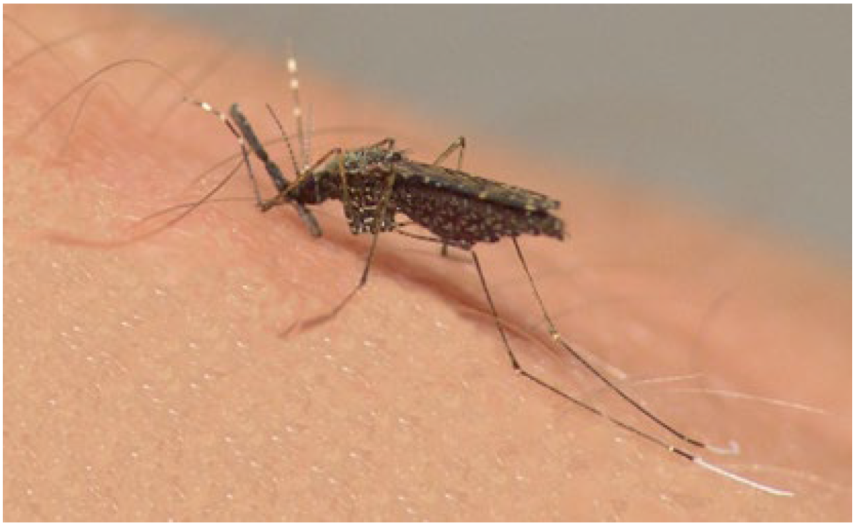 Pharmaceuticals 18 00604 g004