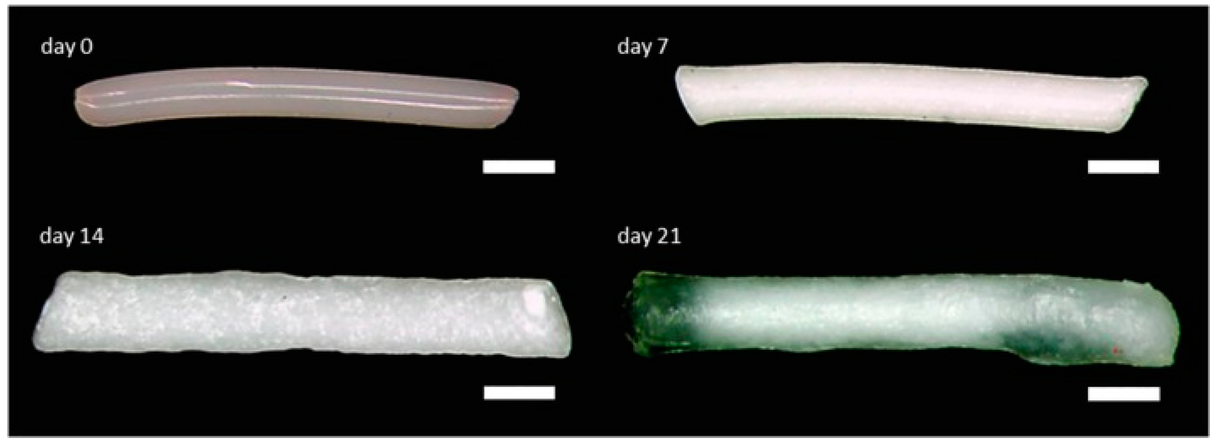Pharmaceuticals 18 00631 g002