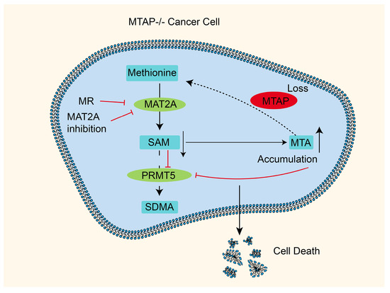 glutathione mat2a Translocation of Methionine Adenosyl Transferase and Its Prognostic Relevance for Liver Hepatocellular Carcinoma MAT2A-IN-11 | MAT2A Inhibitor |