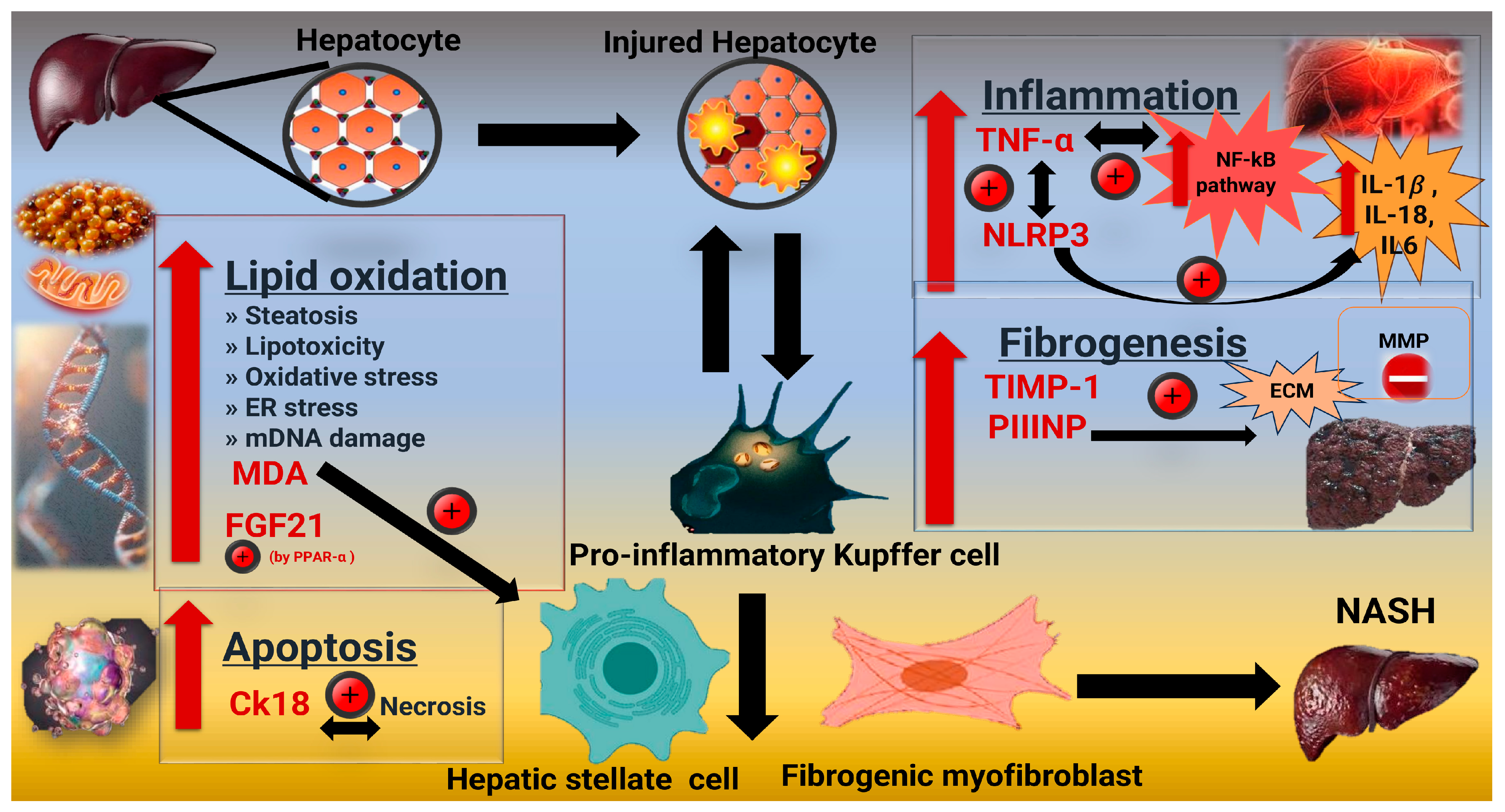 Pharmaceuticals 18 00650 g001