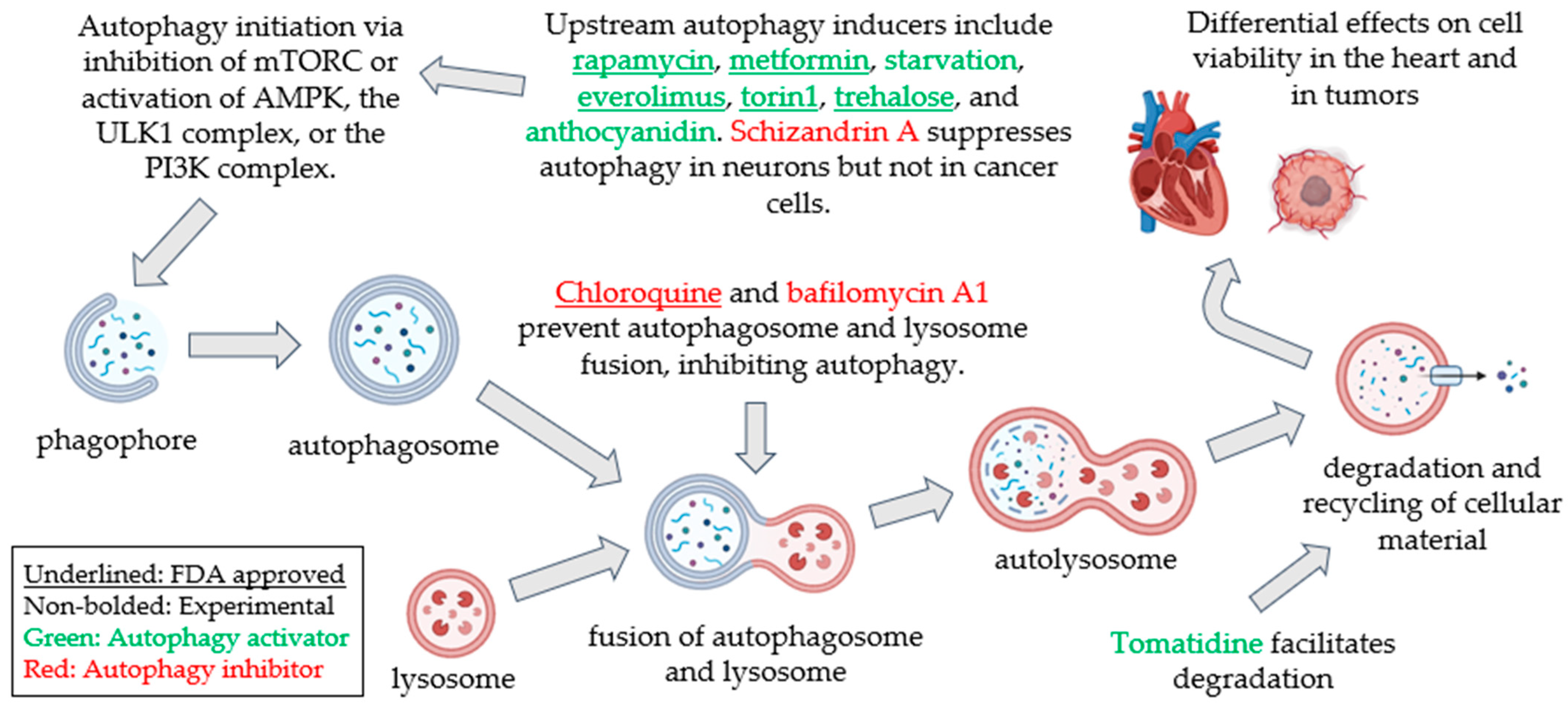 Pharmaceuticals 18 00671 g001