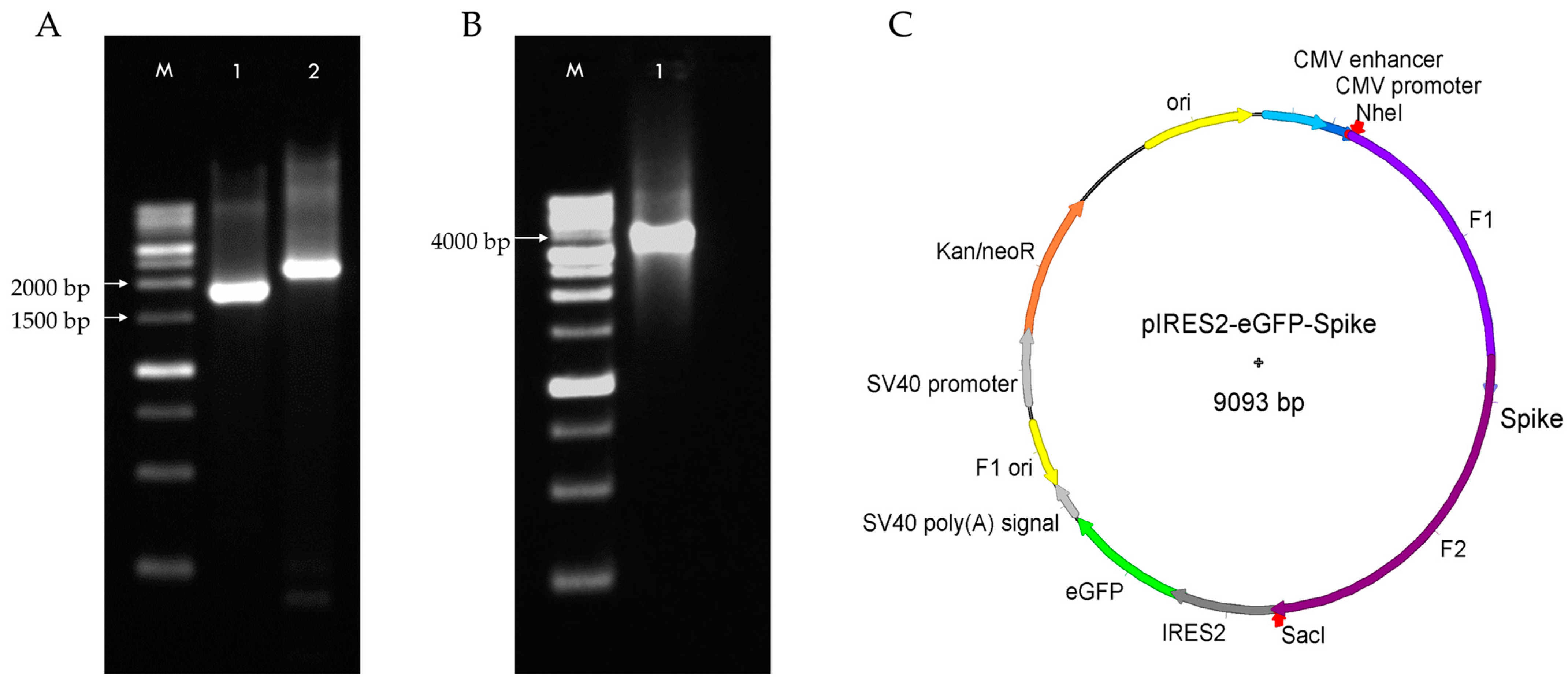 Pharmaceuticals 18 00683 g001