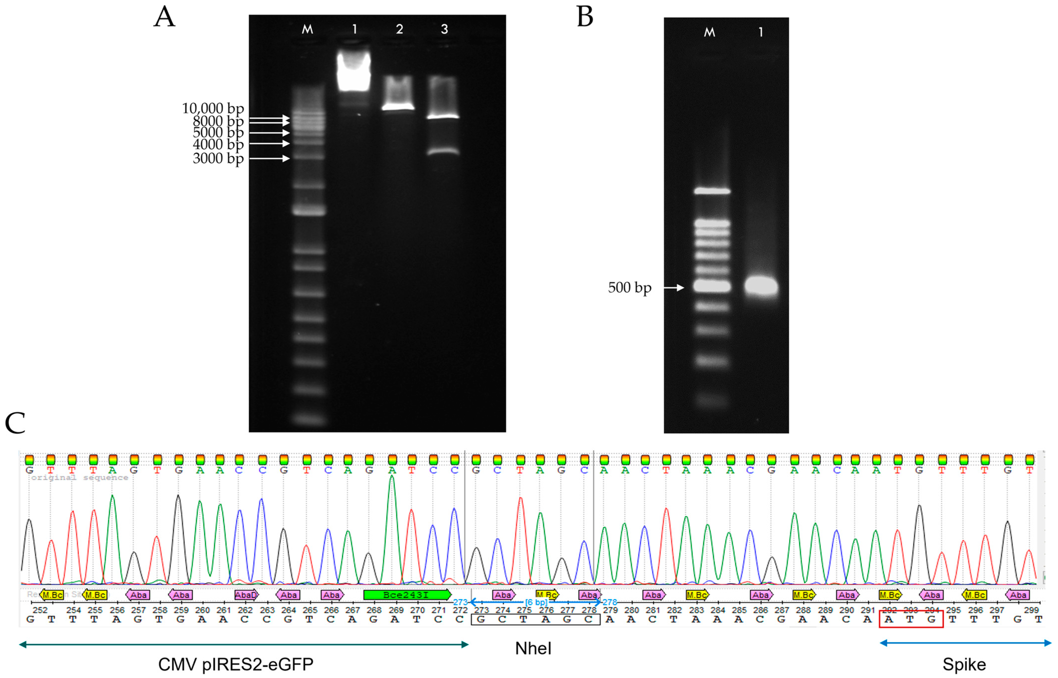Pharmaceuticals 18 00683 g002