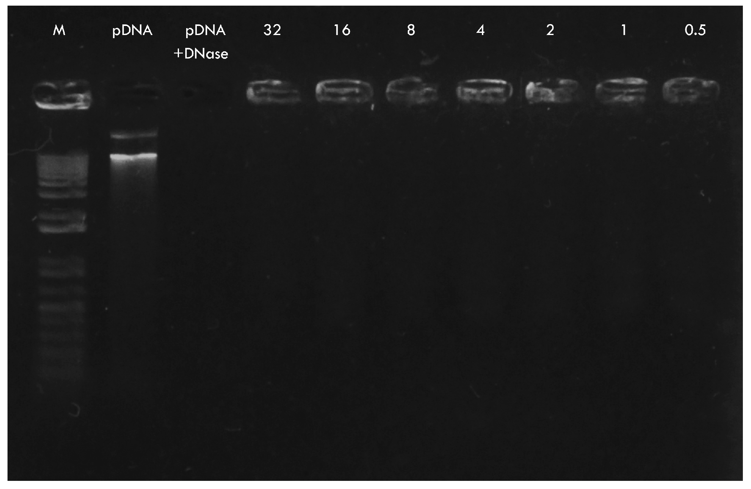 Pharmaceuticals 18 00683 g004