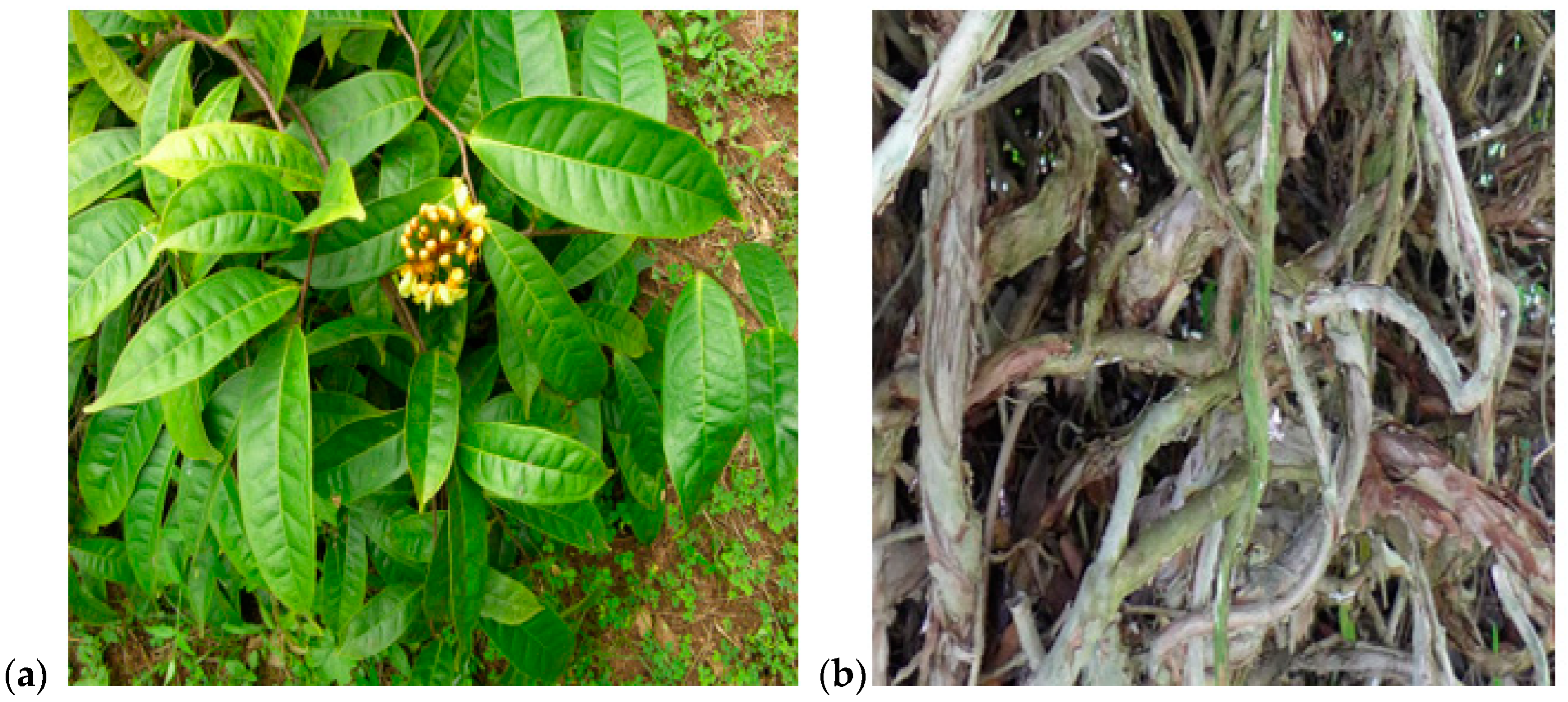 Pharmaceuticals 18 00687 g005