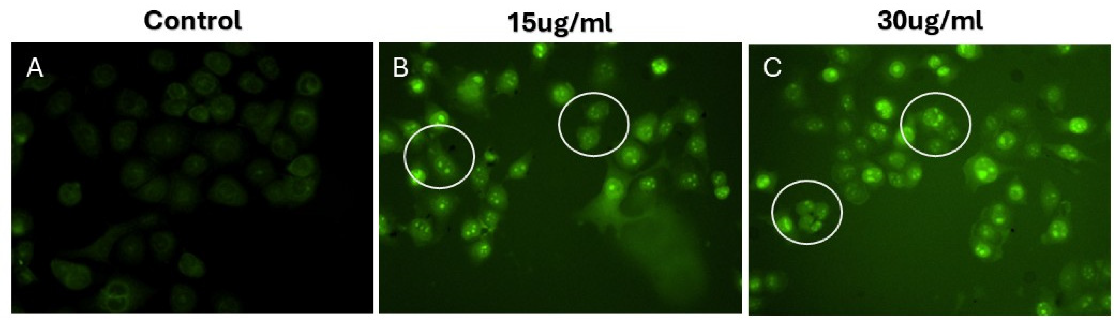 Pharmaceuticals 18 00691 g008