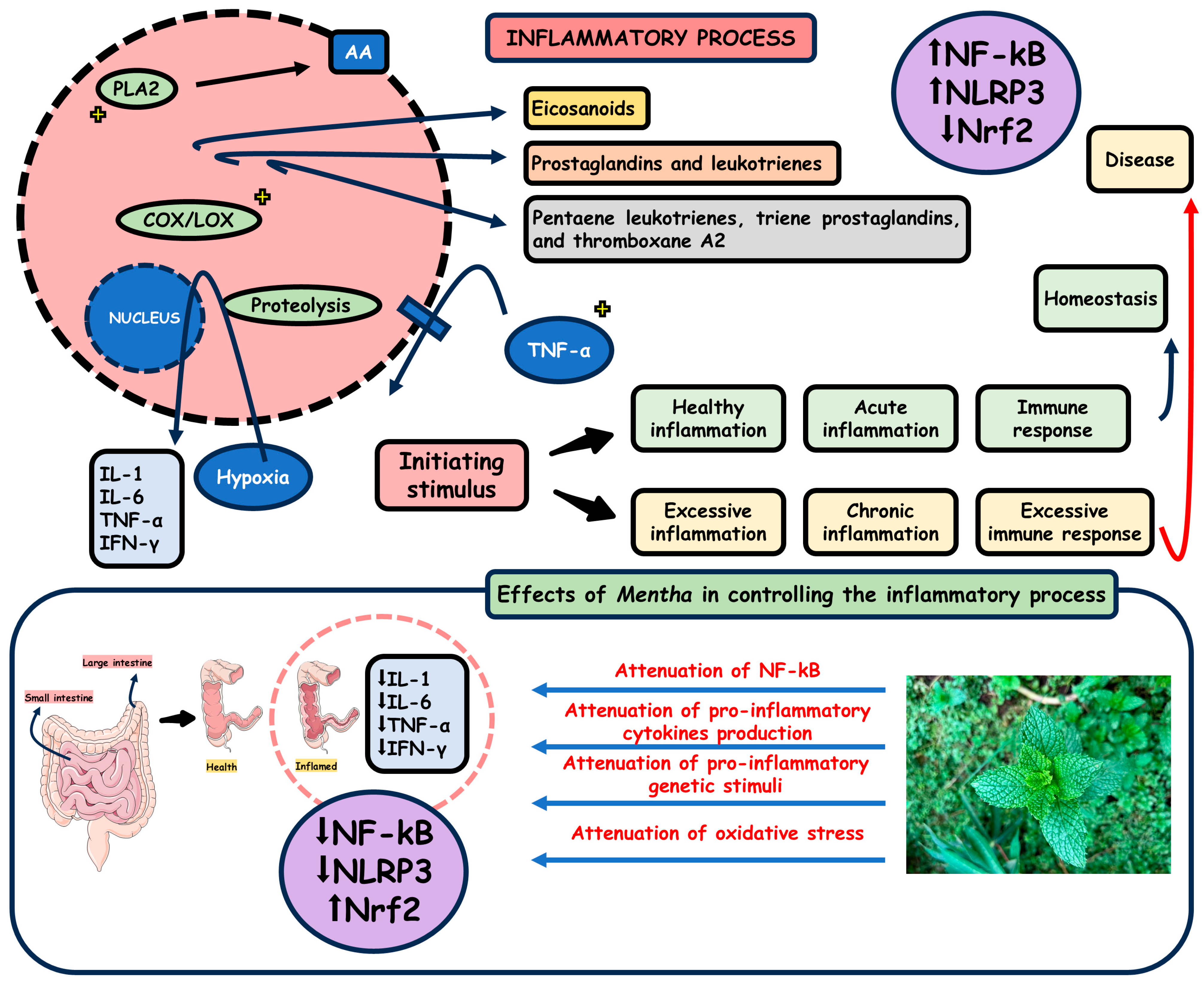 Pharmaceuticals 18 00693 g003