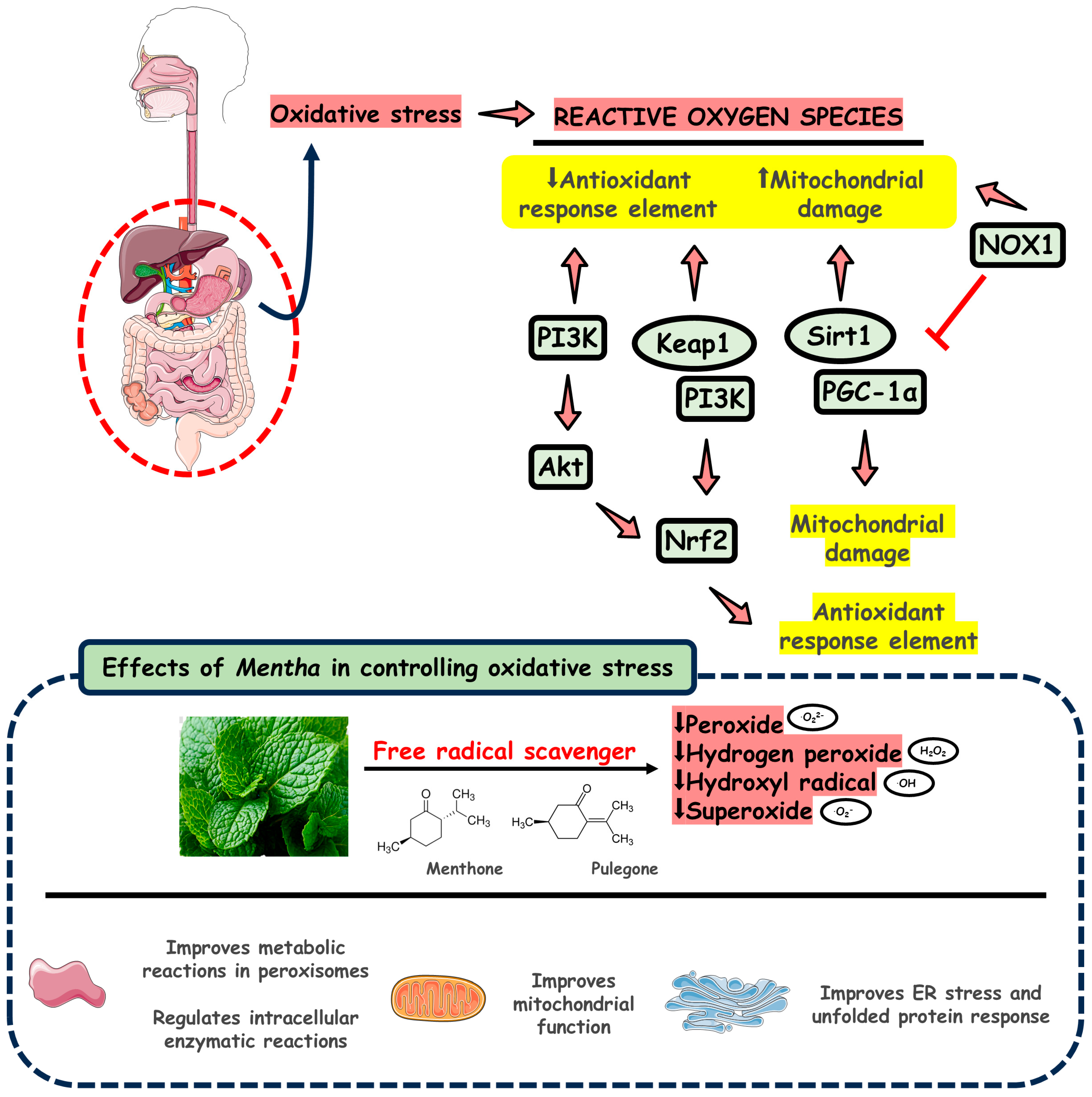Pharmaceuticals 18 00693 g004