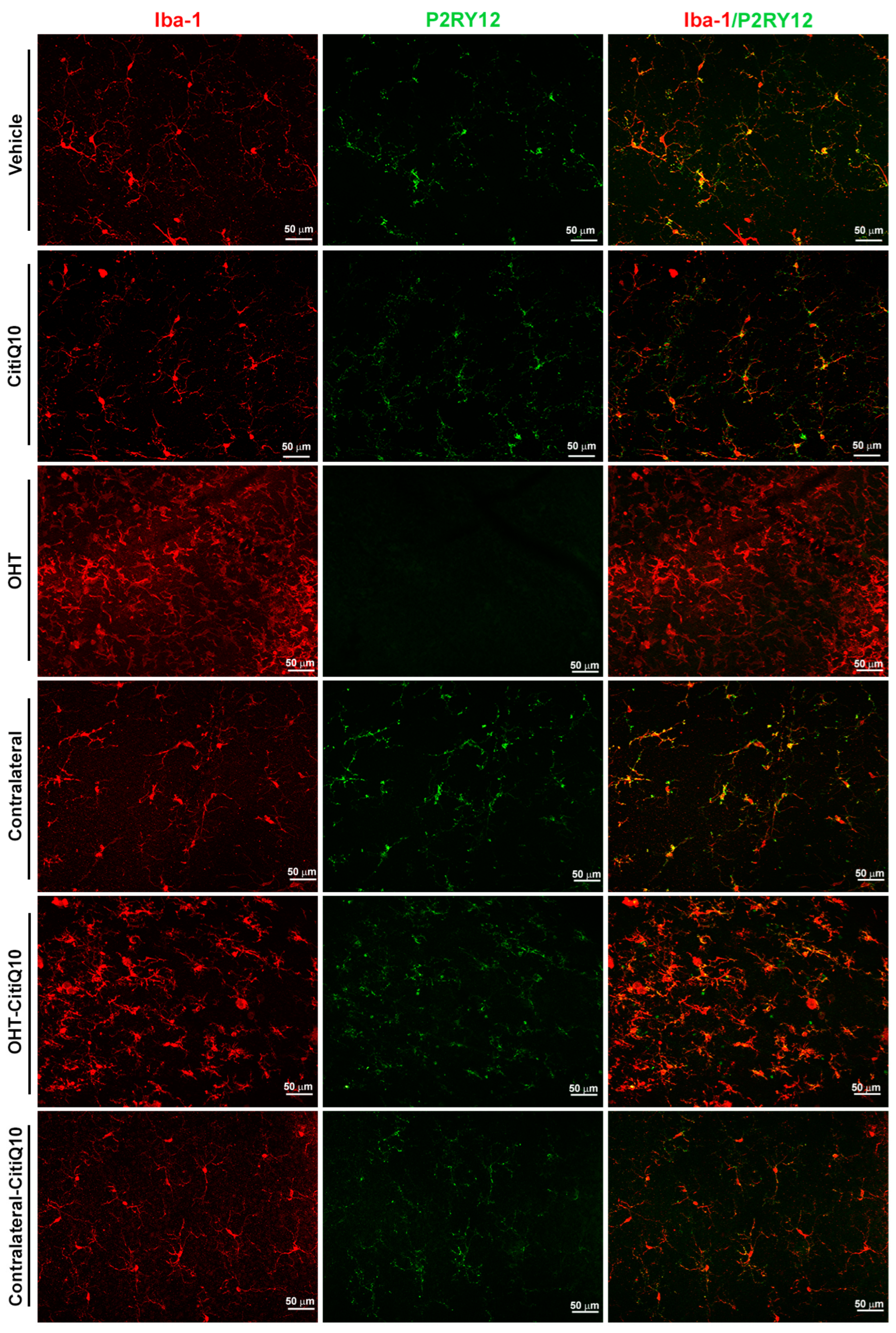 Pharmaceuticals 18 00694 g008