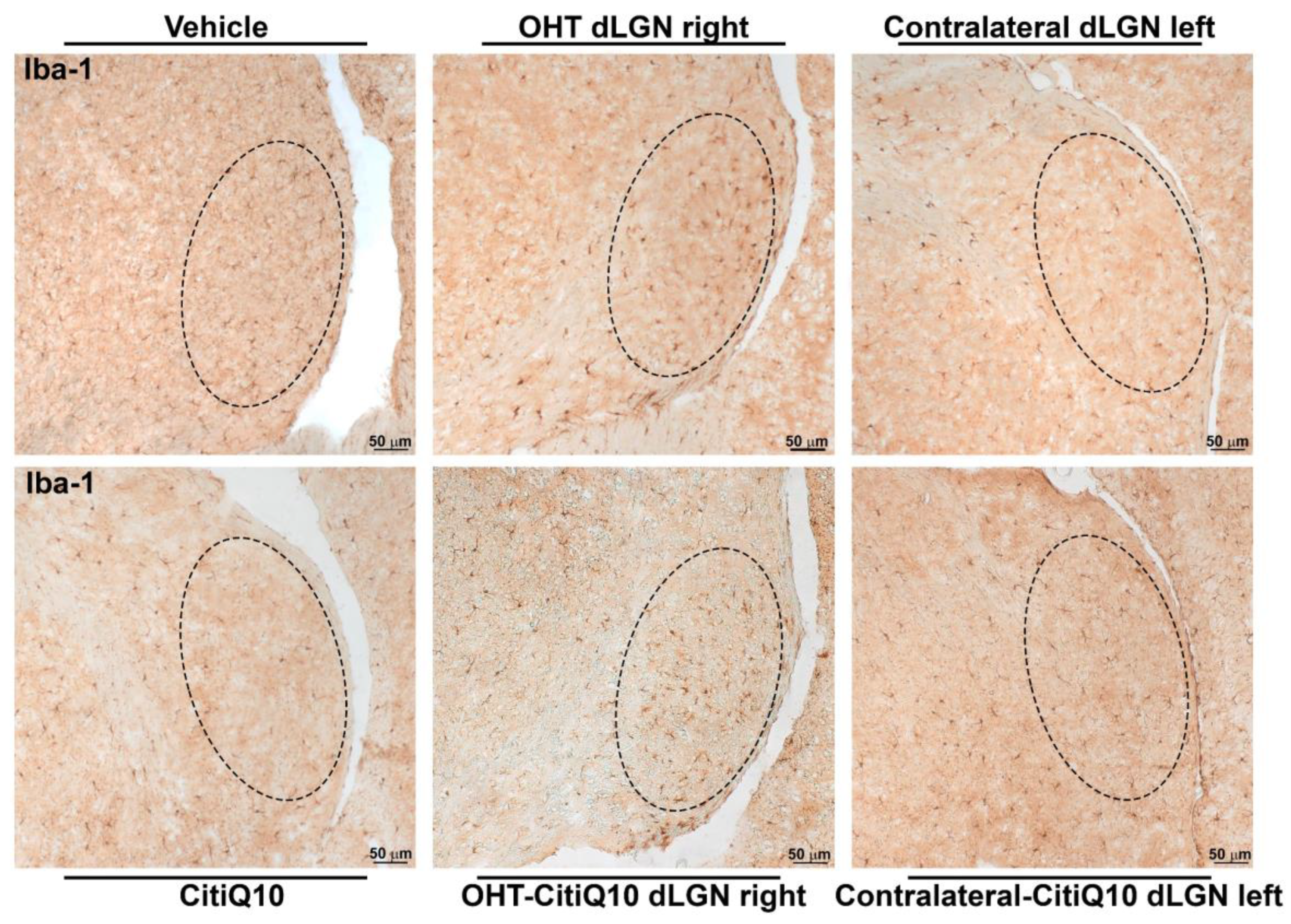 Pharmaceuticals 18 00694 g012