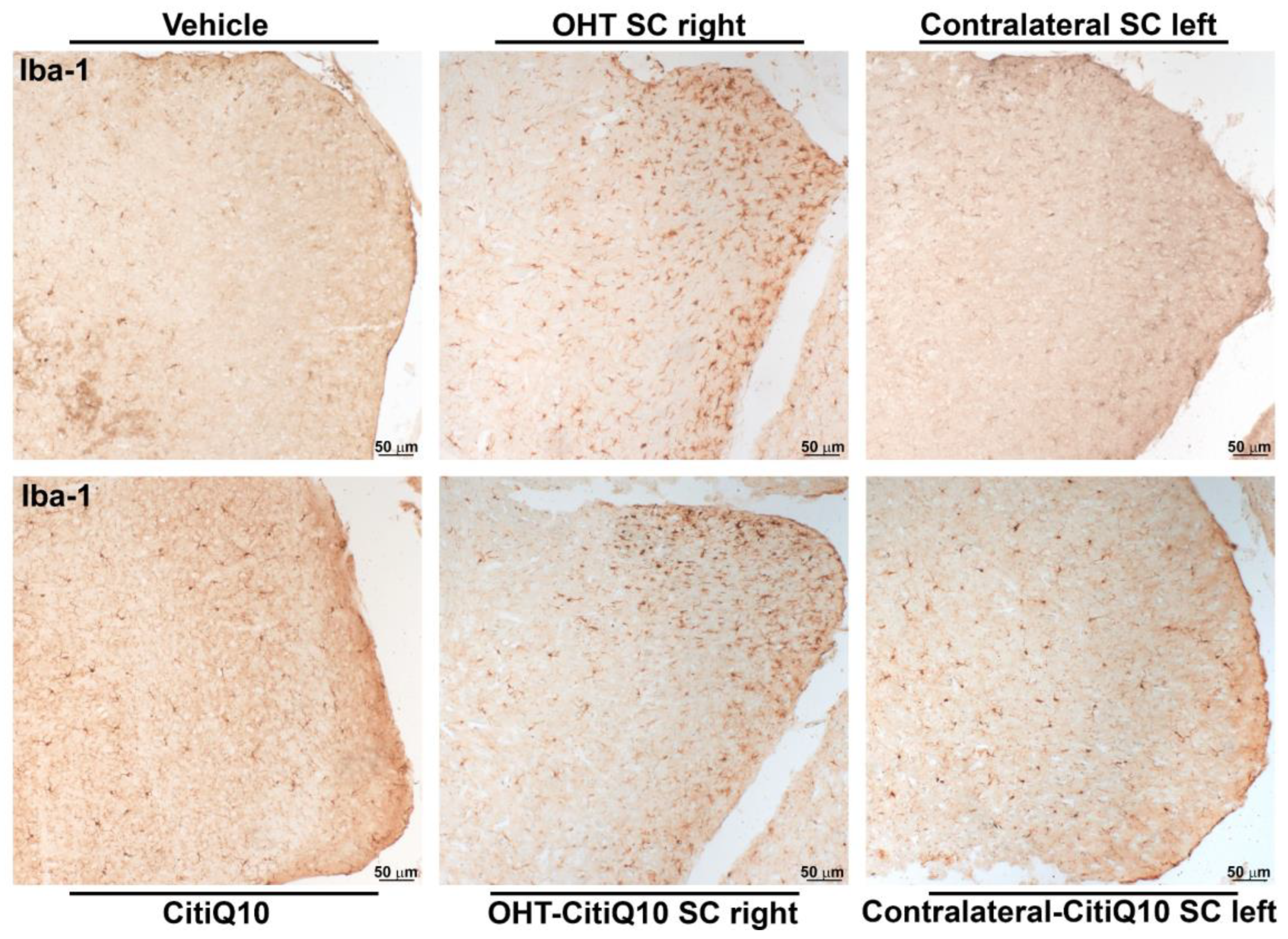 Pharmaceuticals 18 00694 g016