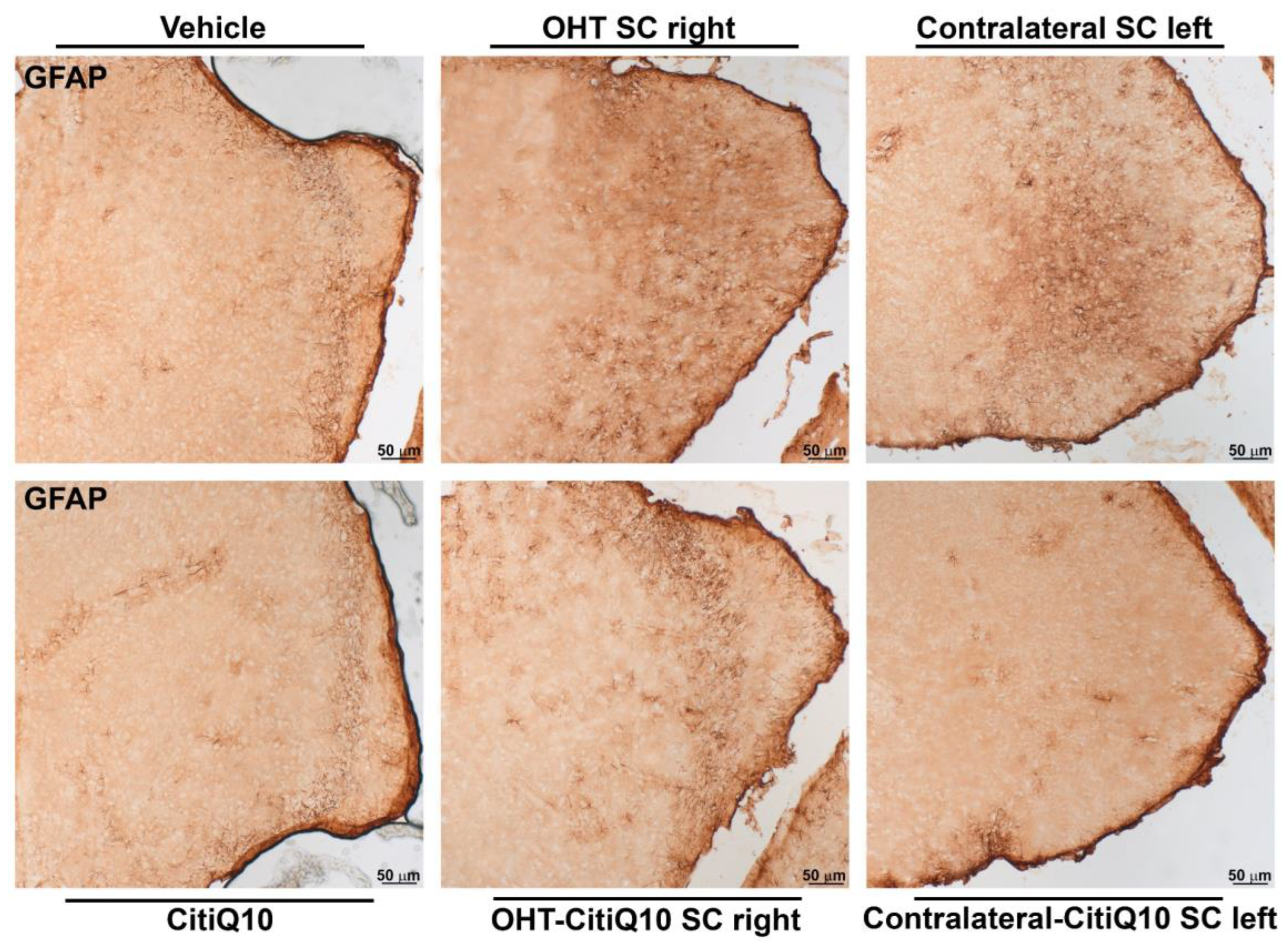 Pharmaceuticals 18 00694 g018