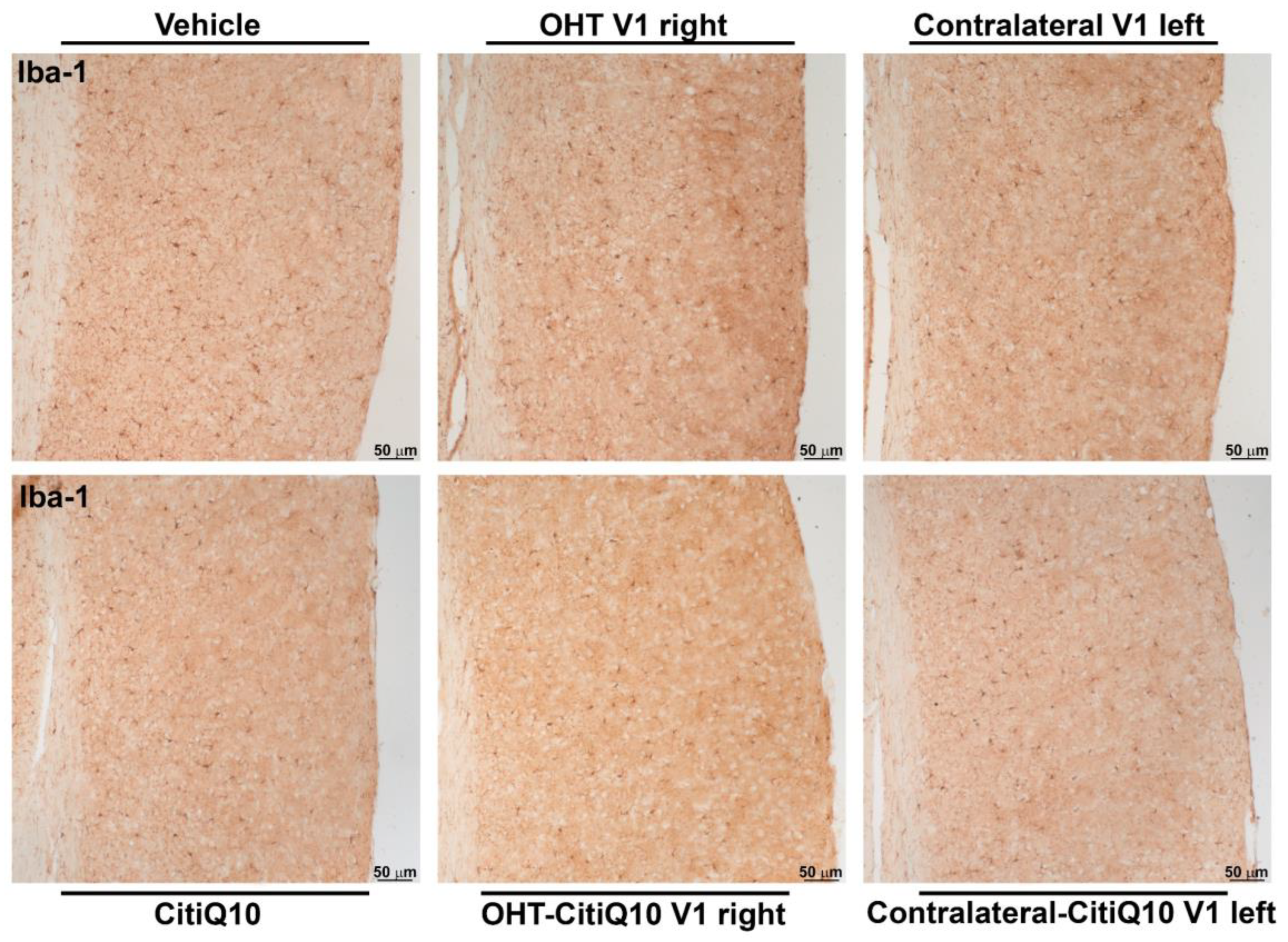 Pharmaceuticals 18 00694 g020